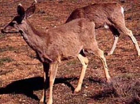 Mule Deer