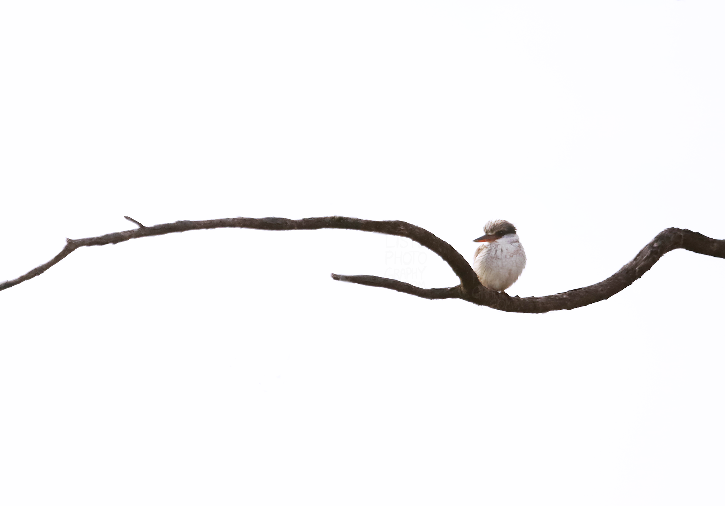 IMG_6319_55.png