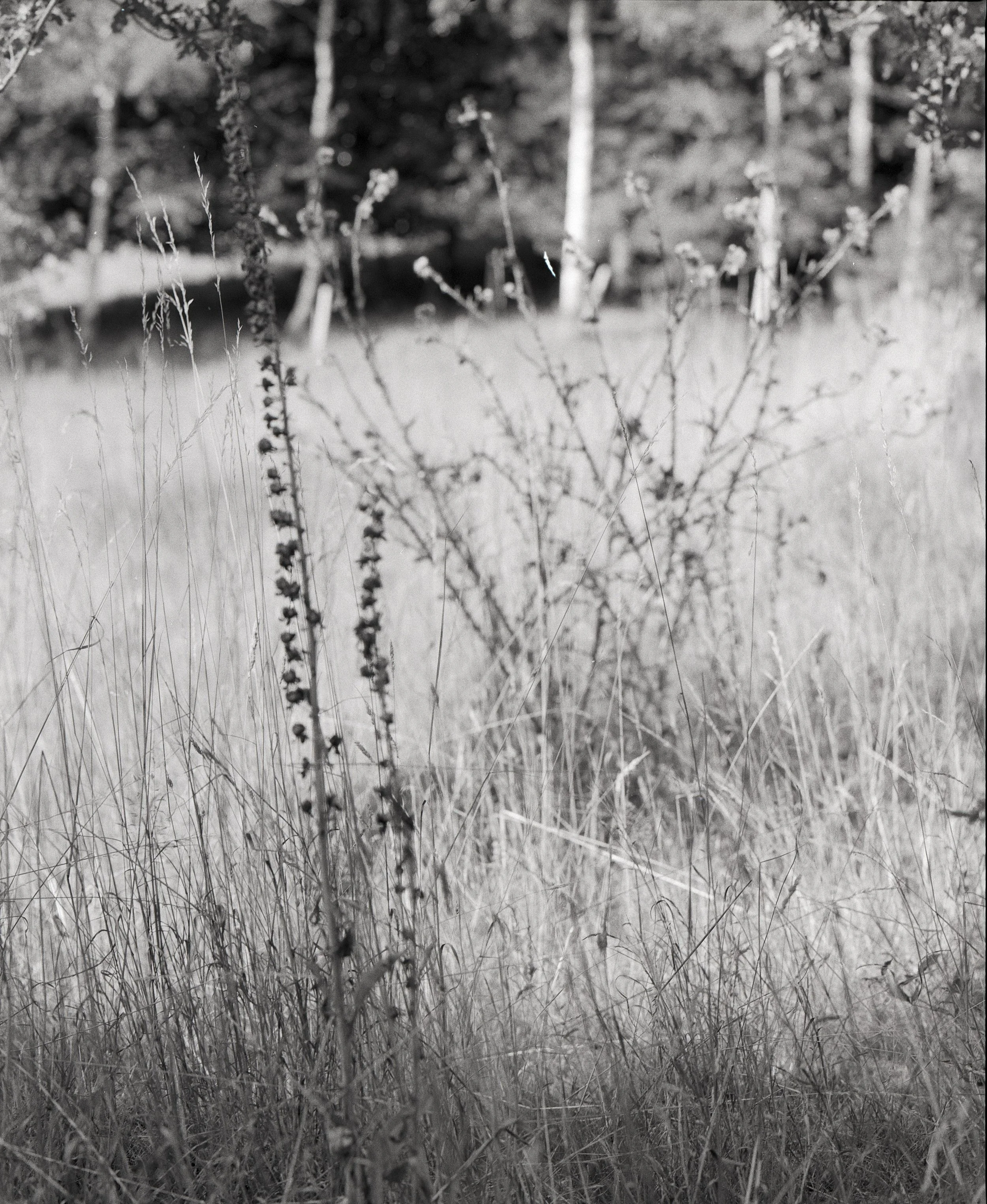 Untitled (5) copy.jpg