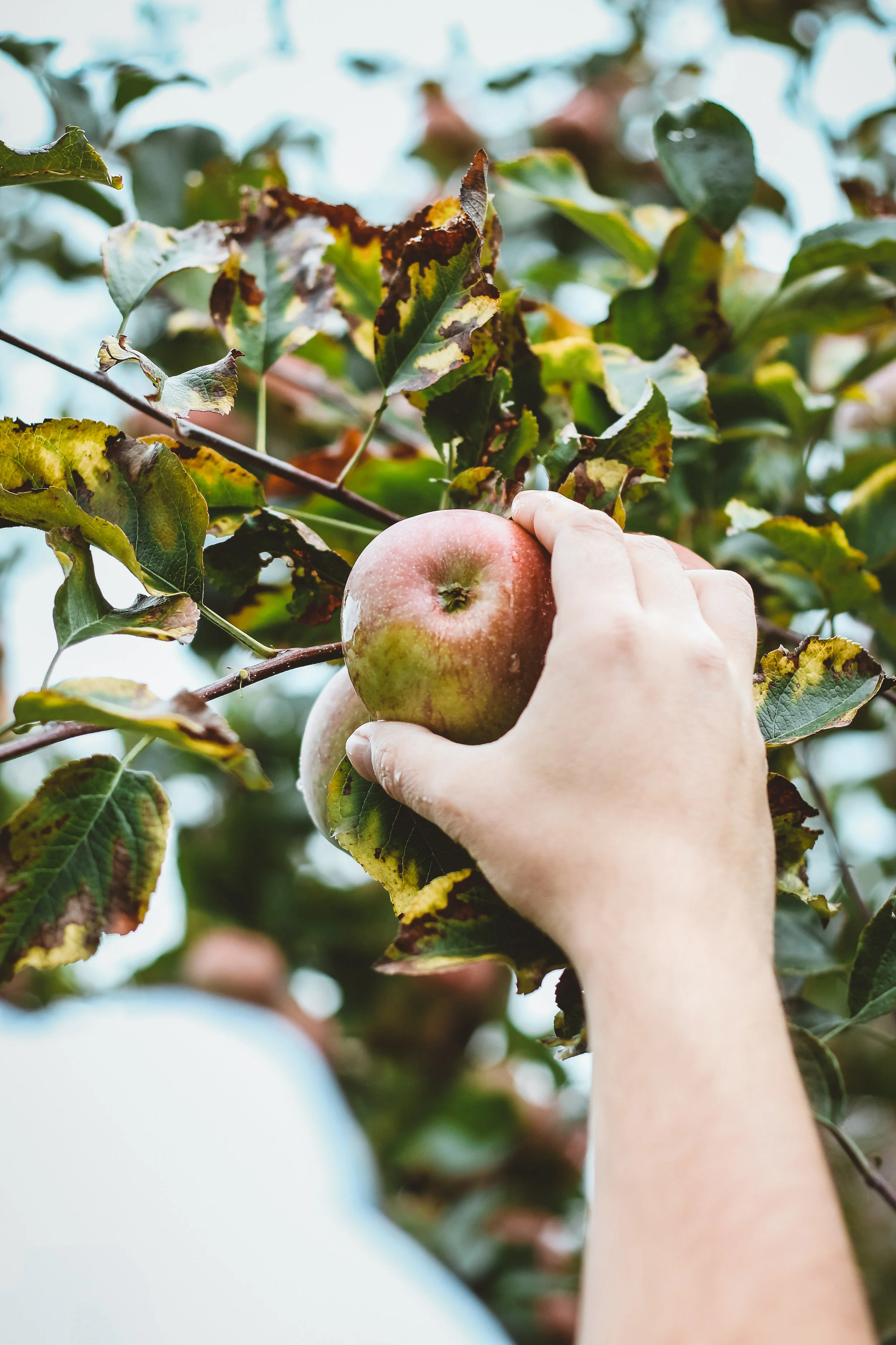 Apfel aus dem italienischen Südtirol.jpg