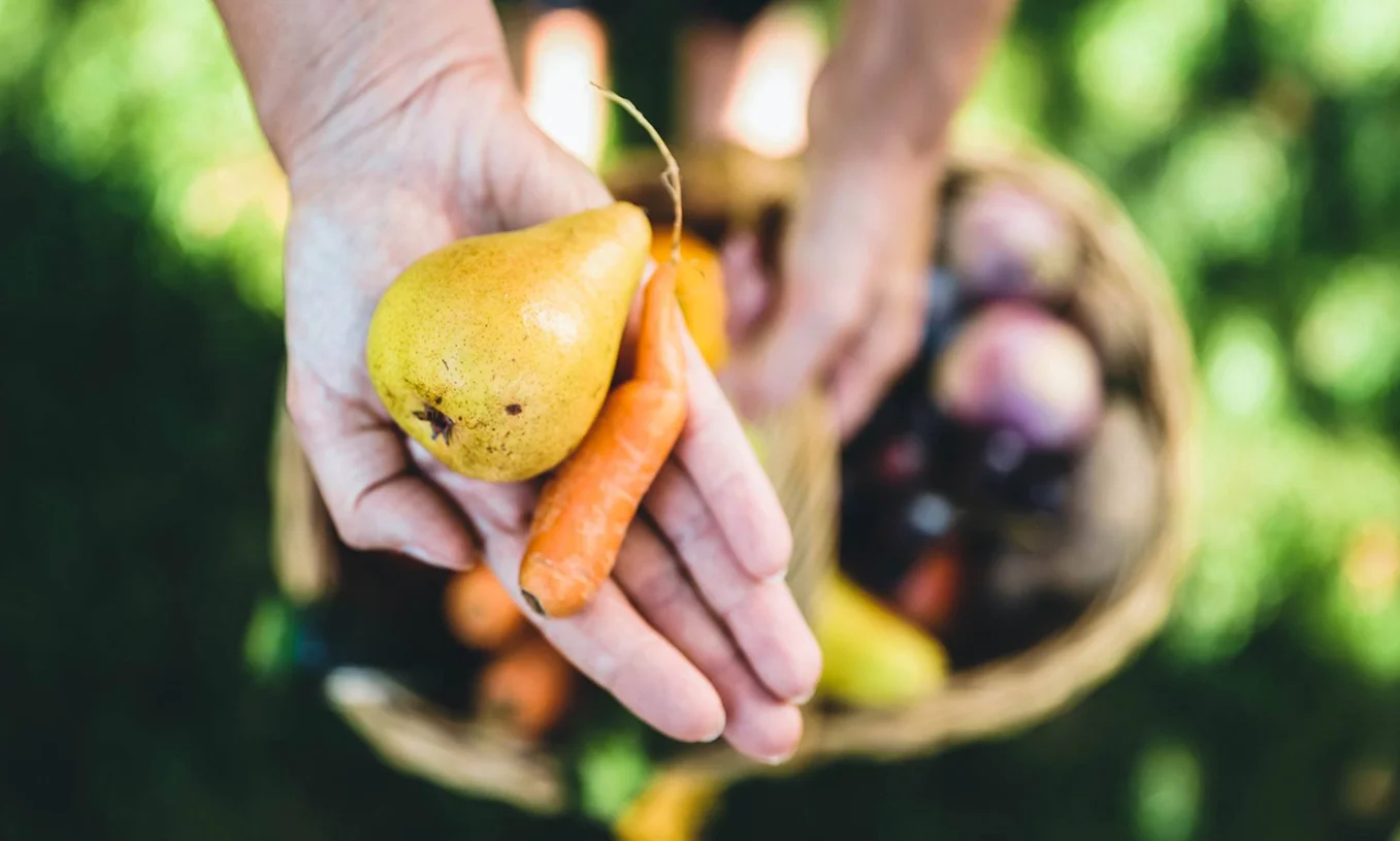 Das Obst und/oder Gemüse wird in Pappboxen geliefert. Vom Inhalt wird der Kunde überrascht - er richtet sich aber nach der Saison. Ein Plus: In jeder Box liegt zusätzlich ein Rezept bei.
