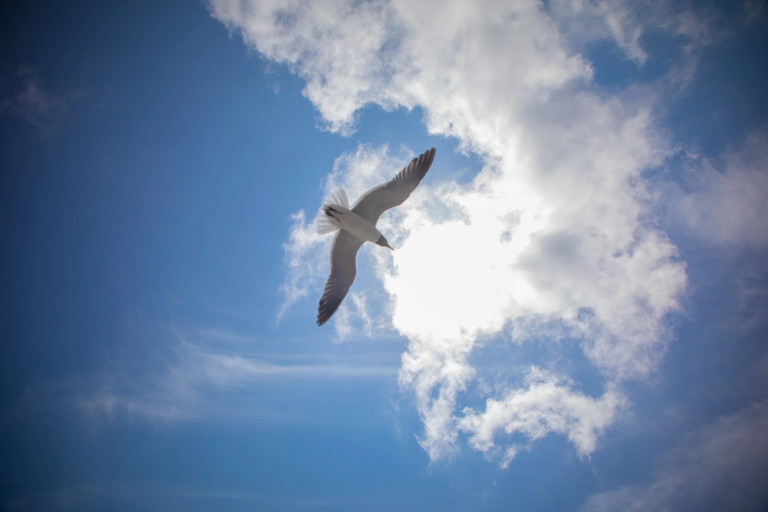Bird in the Sky.jpg