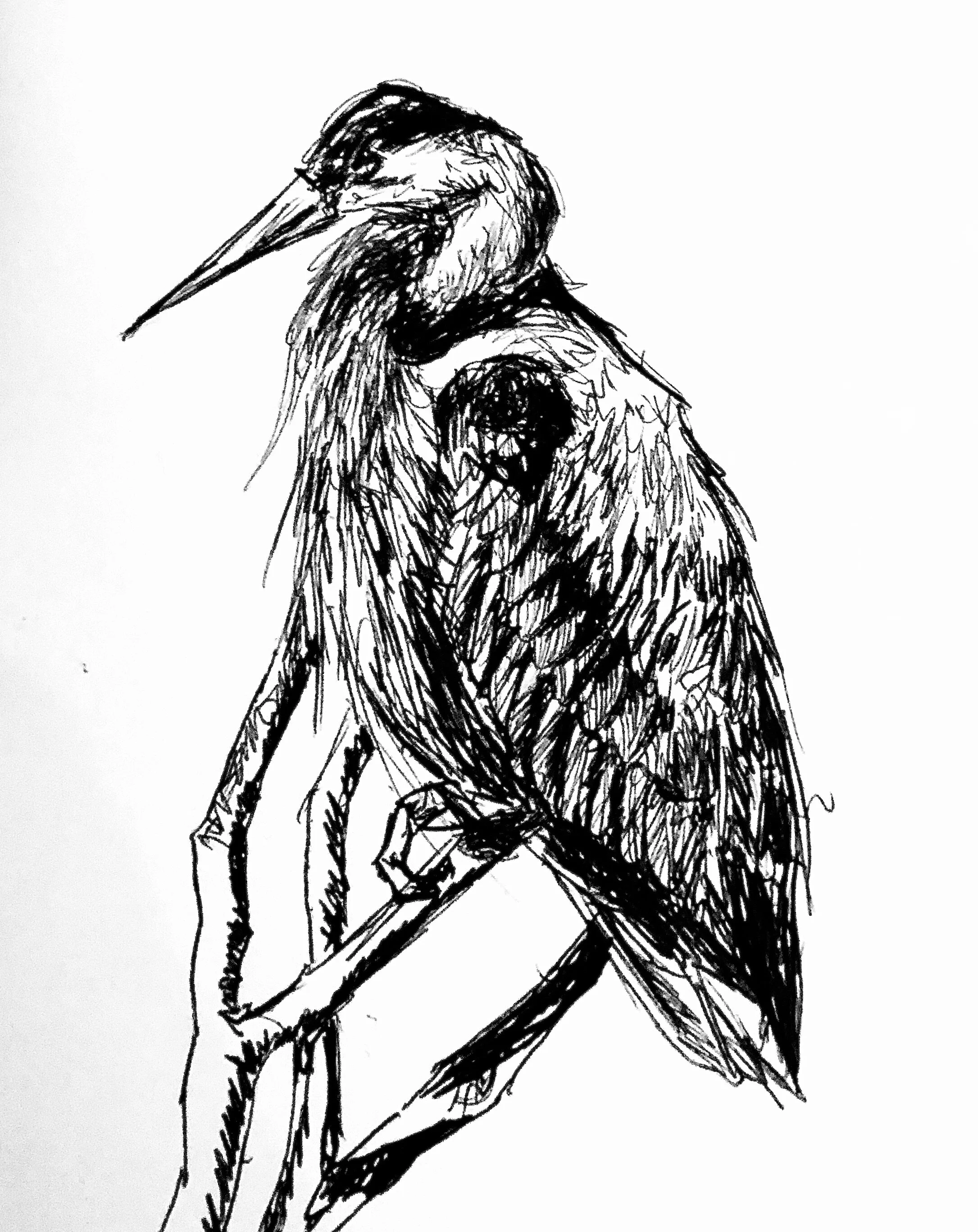 Great Blue Heron. 2019