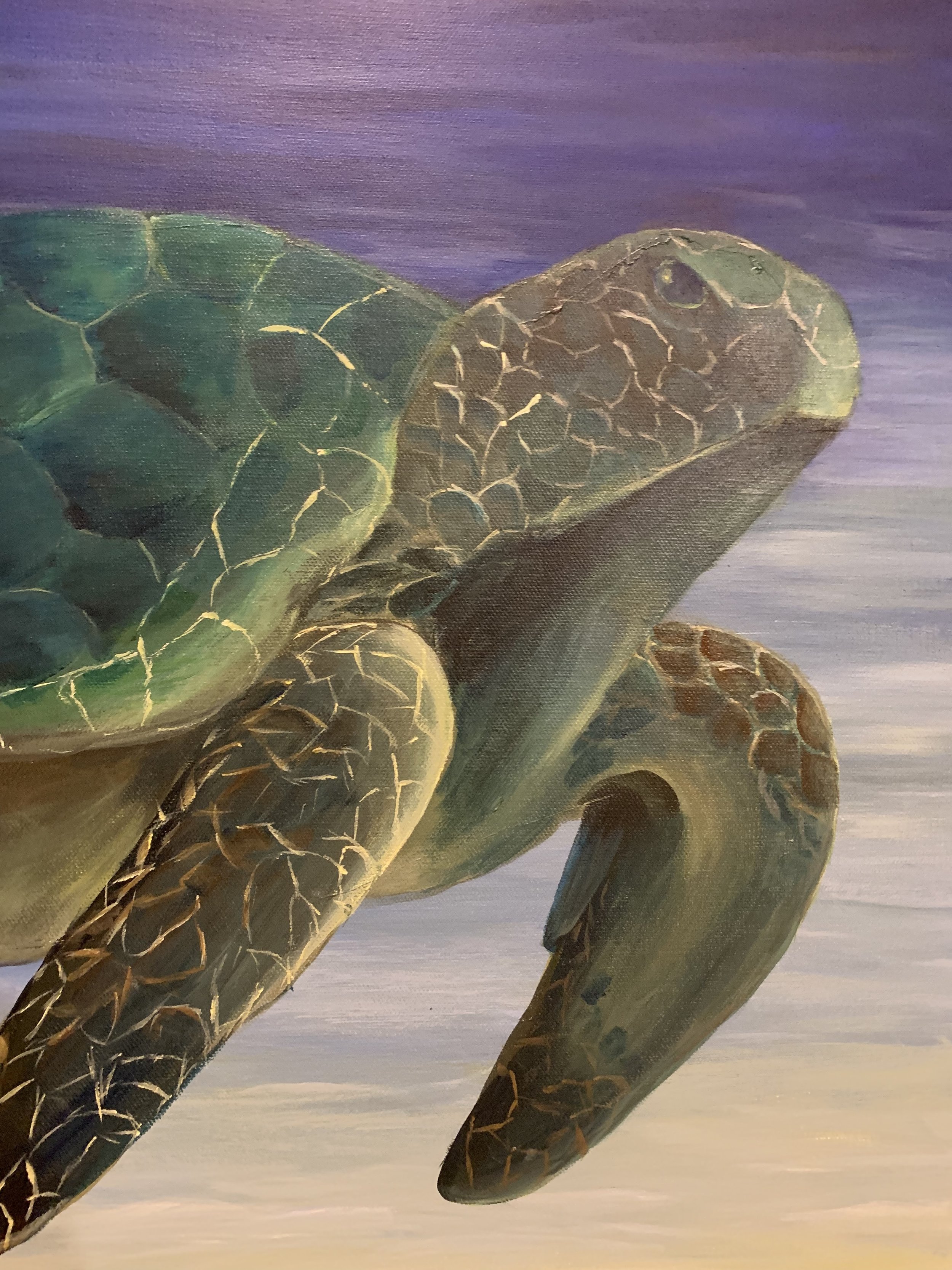 24X24 Large Sea Turtle