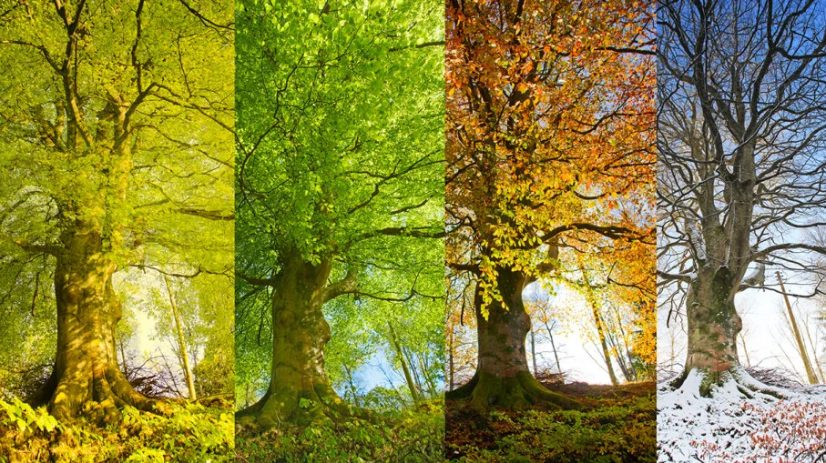 redefinefourseasons-1.jpg