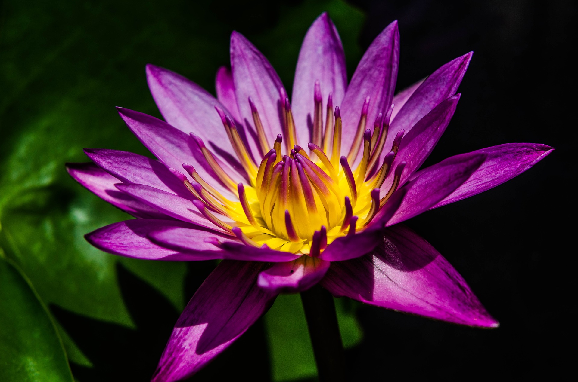 water-lily-2418339_1920.jpg