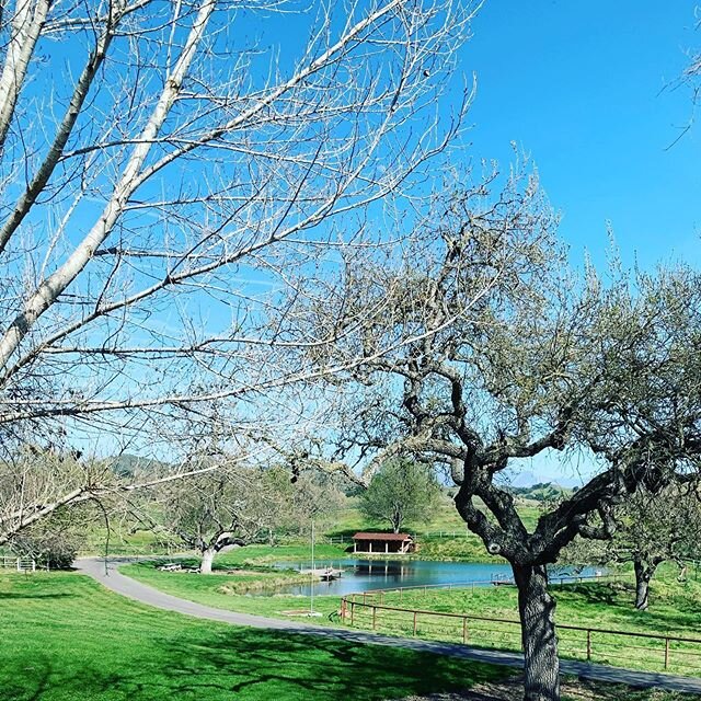 We are reopening for tasting experiences at Dovecote Ranch. Join us for a tasting of our wines, poured outdoors at Mission Pond under the shaded canopy of a 250 year old oak. While you enjoy our wine and fresh air we will provide lunch from your choi