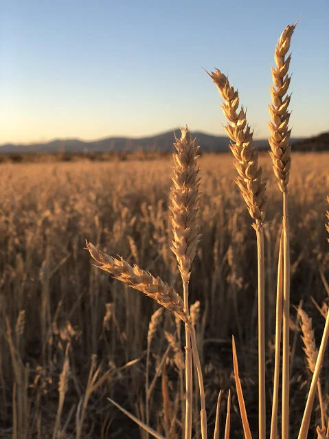 Claudia Carter of the California Wheat Commission
