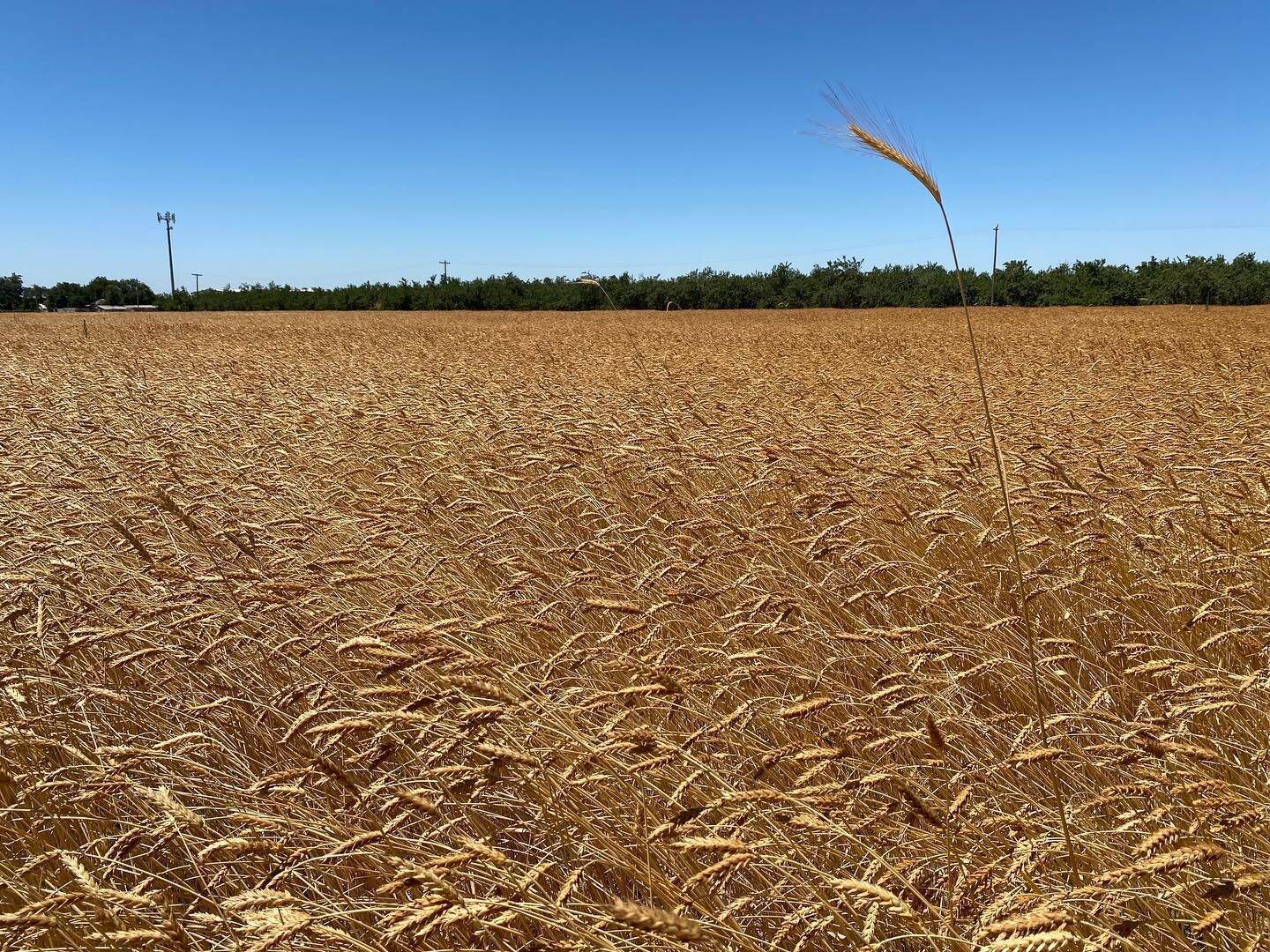 Hanging out with the brothers Eck for their second wheat harvest today! Is there anything prettier than a field of golden grain? 😍🌾😍🌾 #localgraineconomy #localwheat