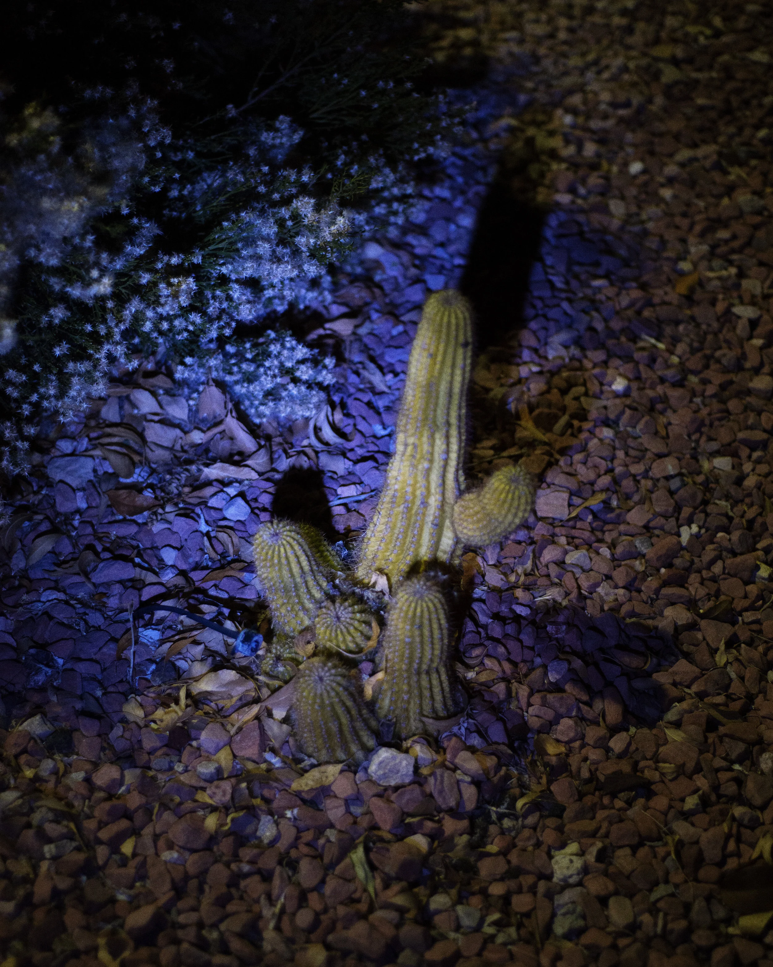 6_PARADISE-1937_FlashlightCactus.jpg