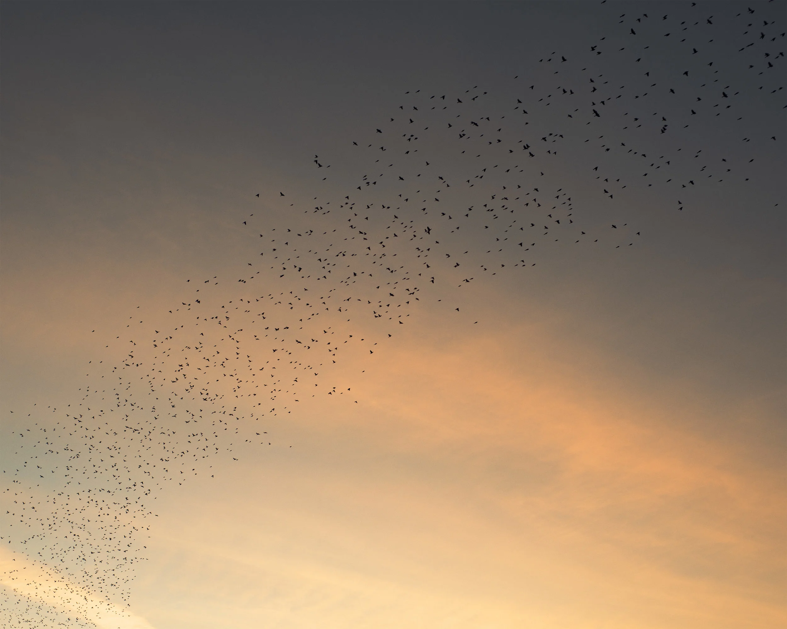 7WTMWIT7H_SmokeandBirds4_wrk copy.jpg