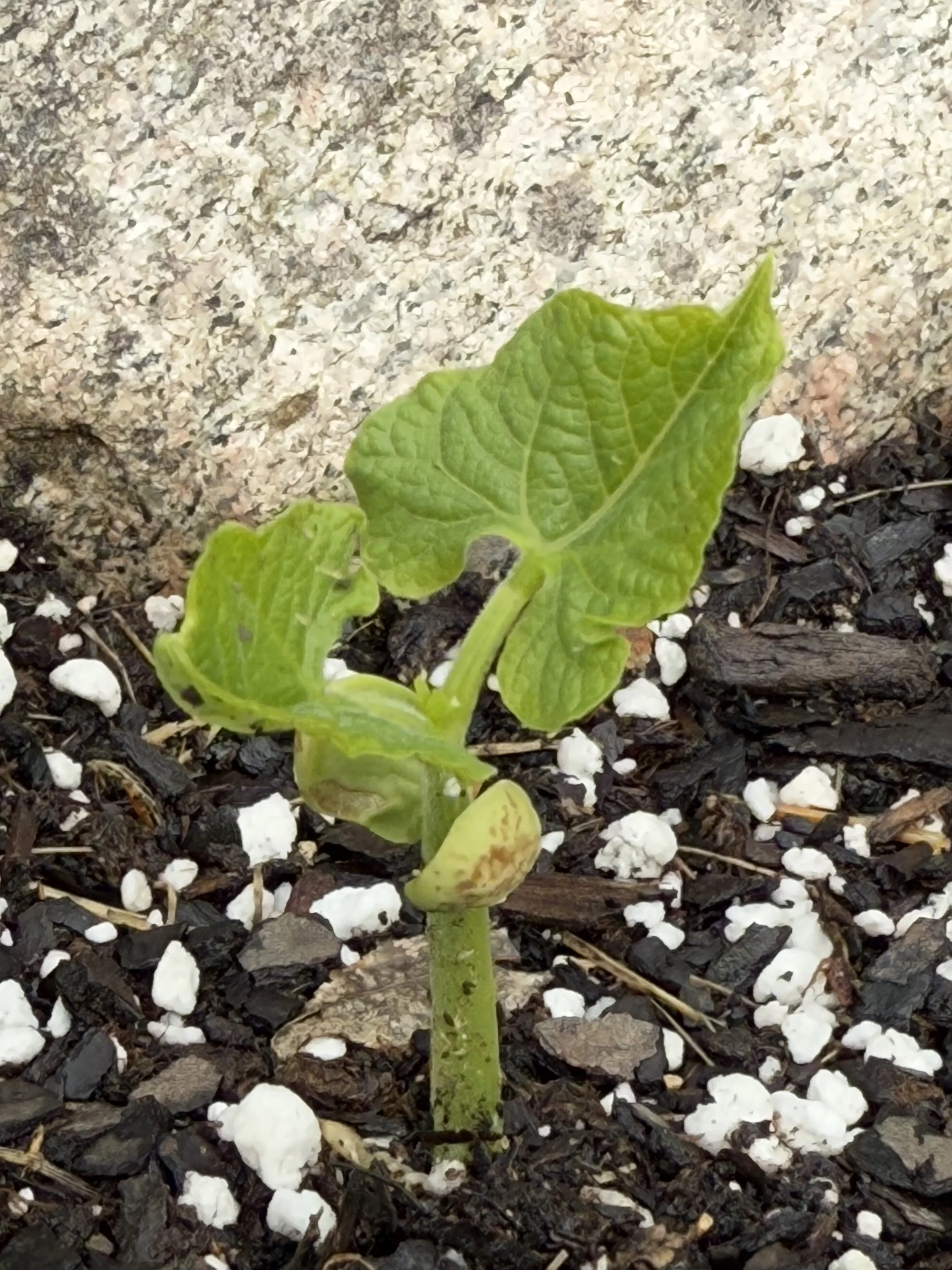 seeds coming up