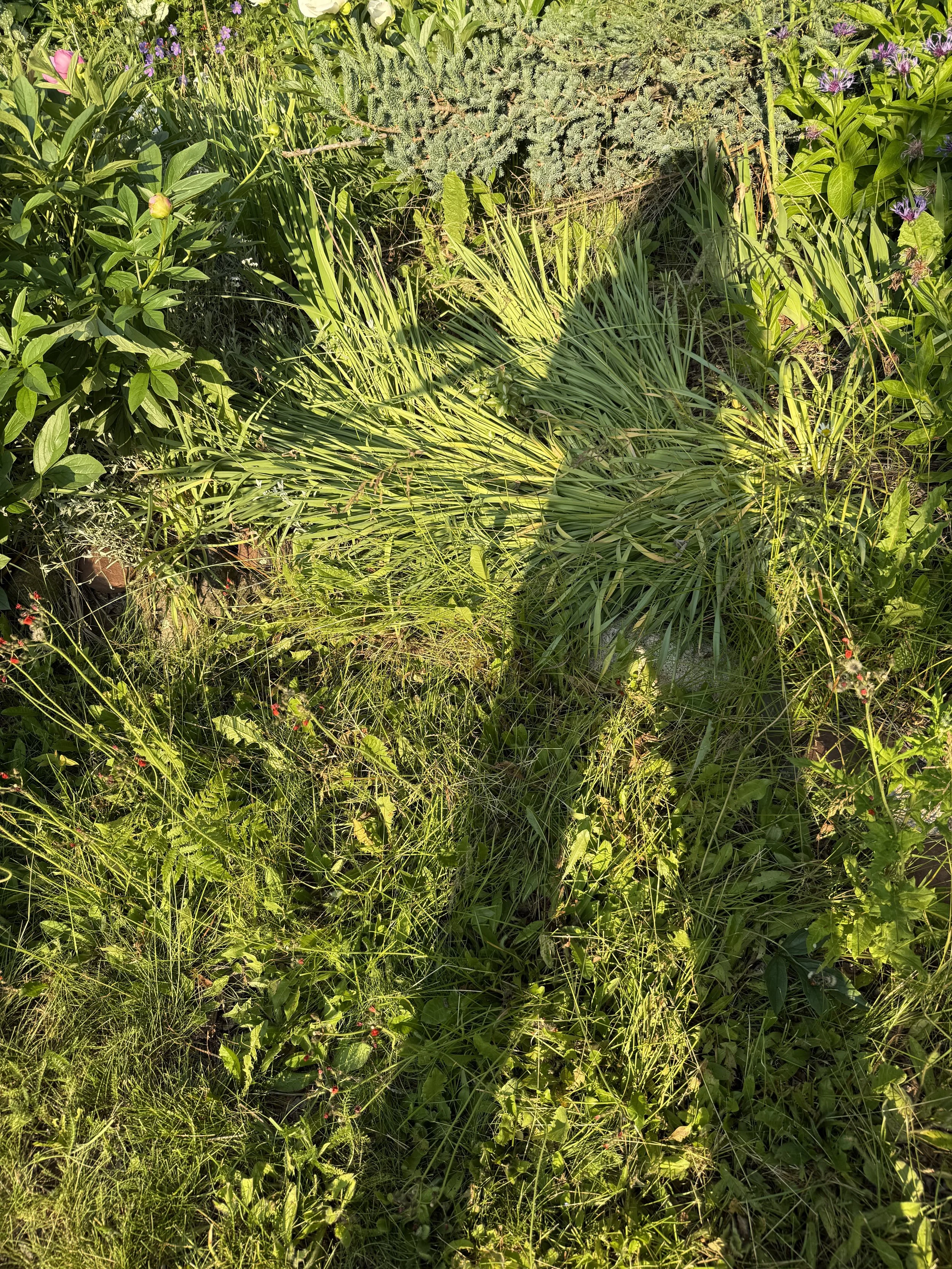 garden things…