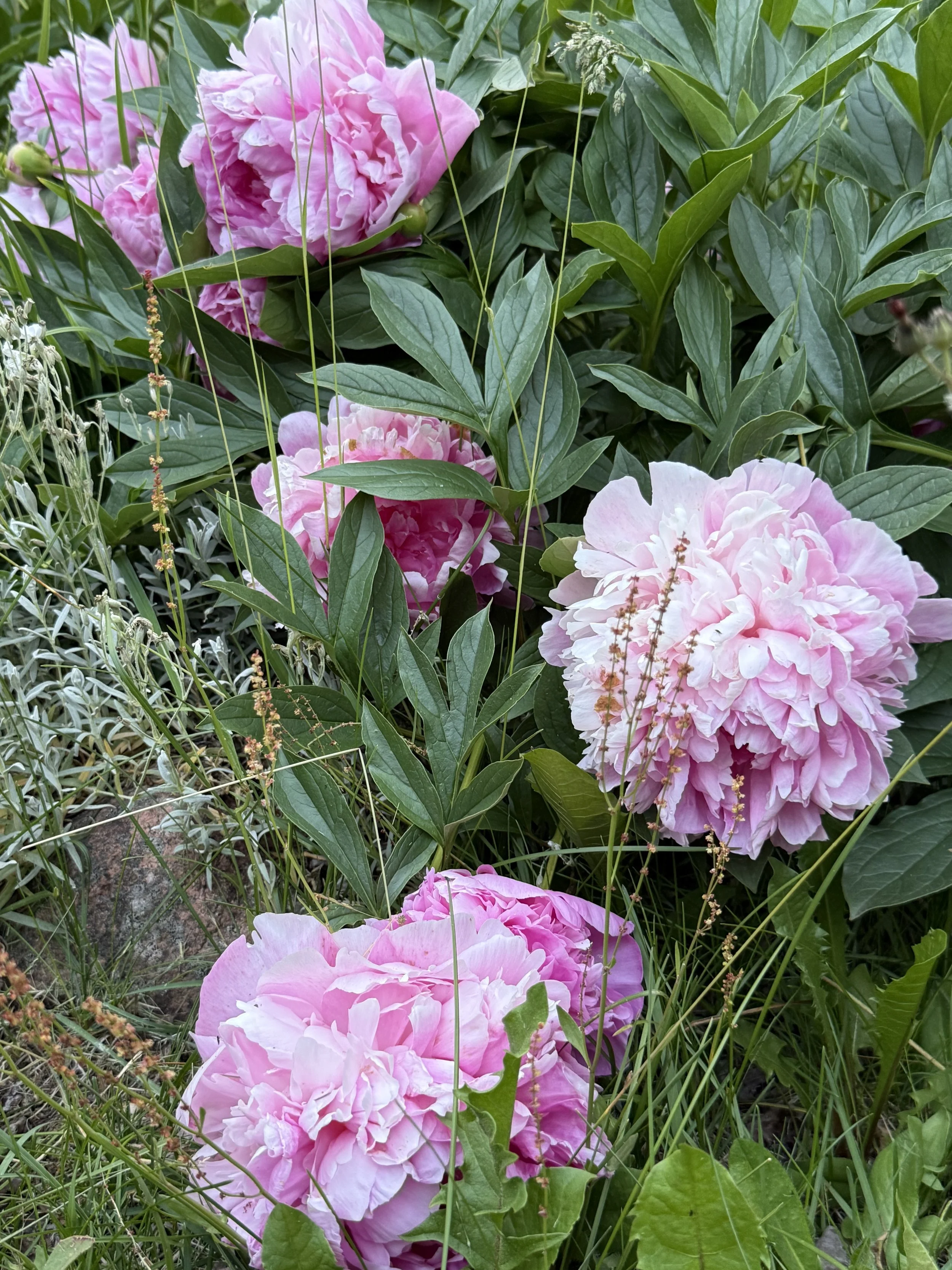 flowers around the land