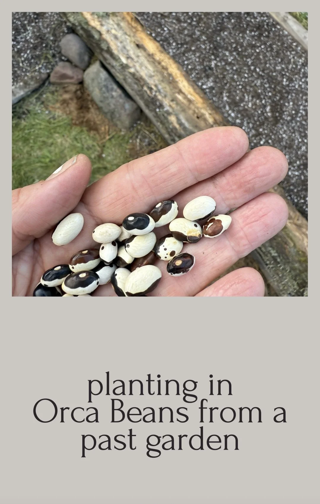 Planting seeds from past gardens
