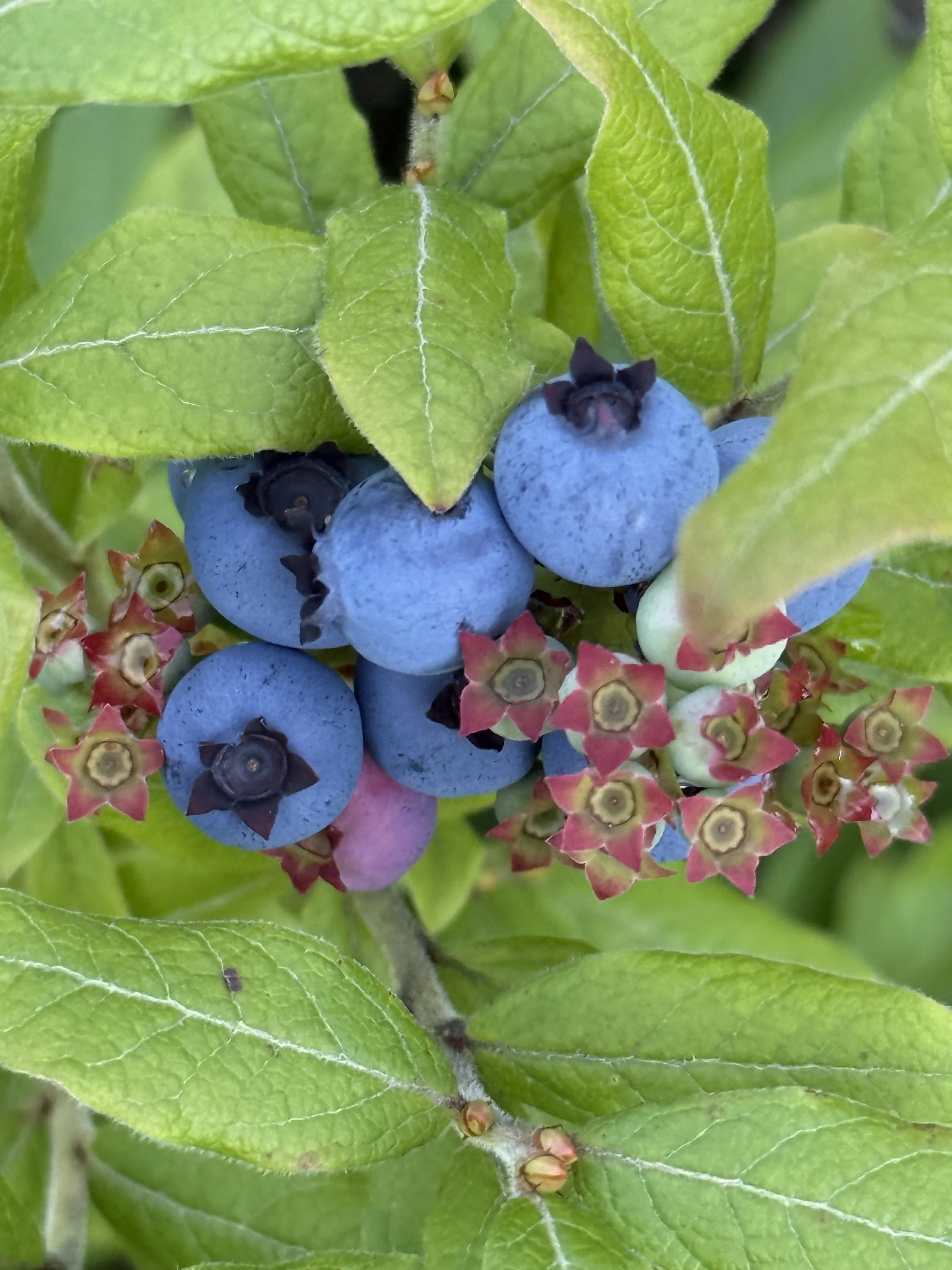 wild blueberries