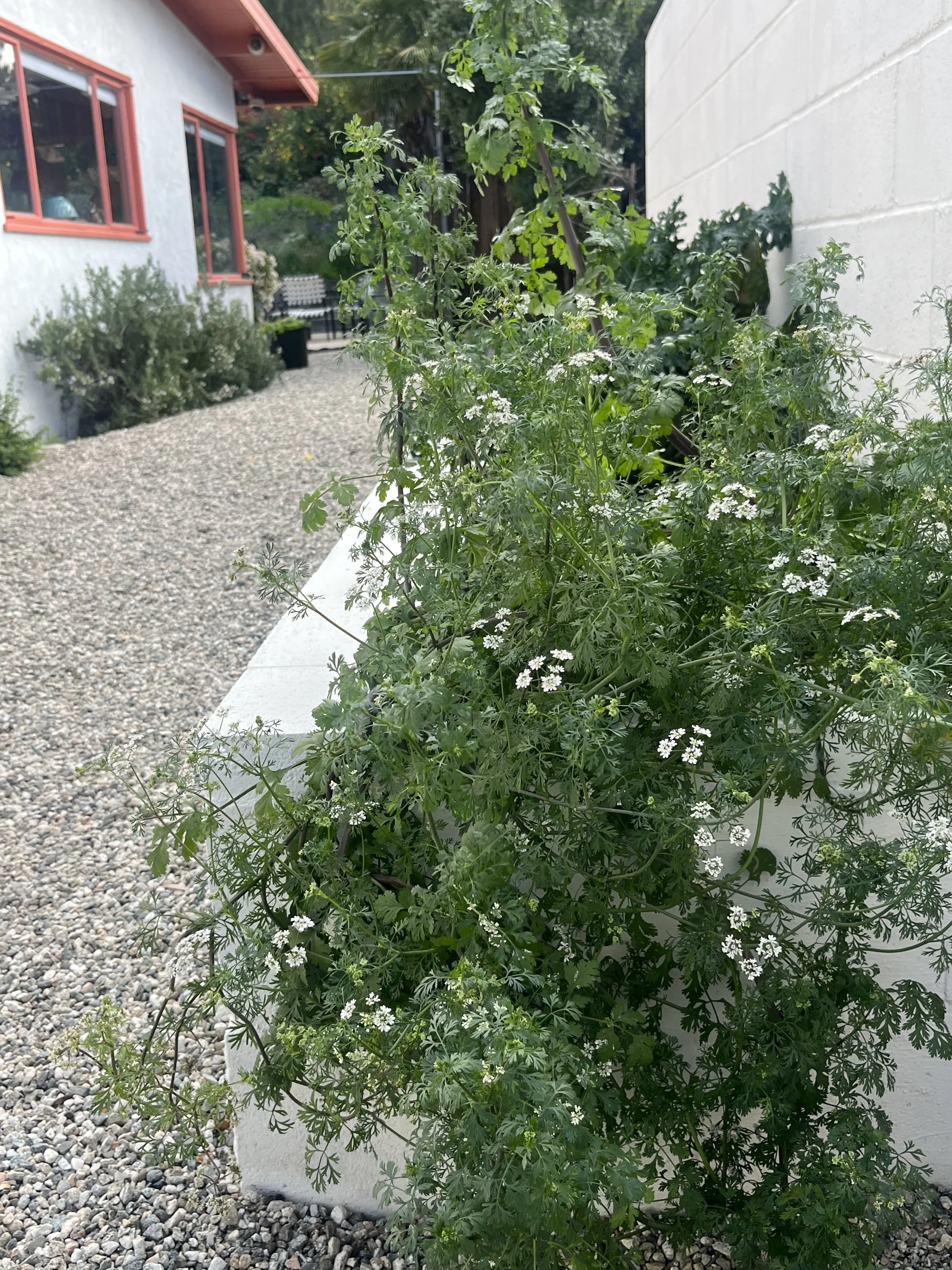 Forgotten Side Yard Transformation