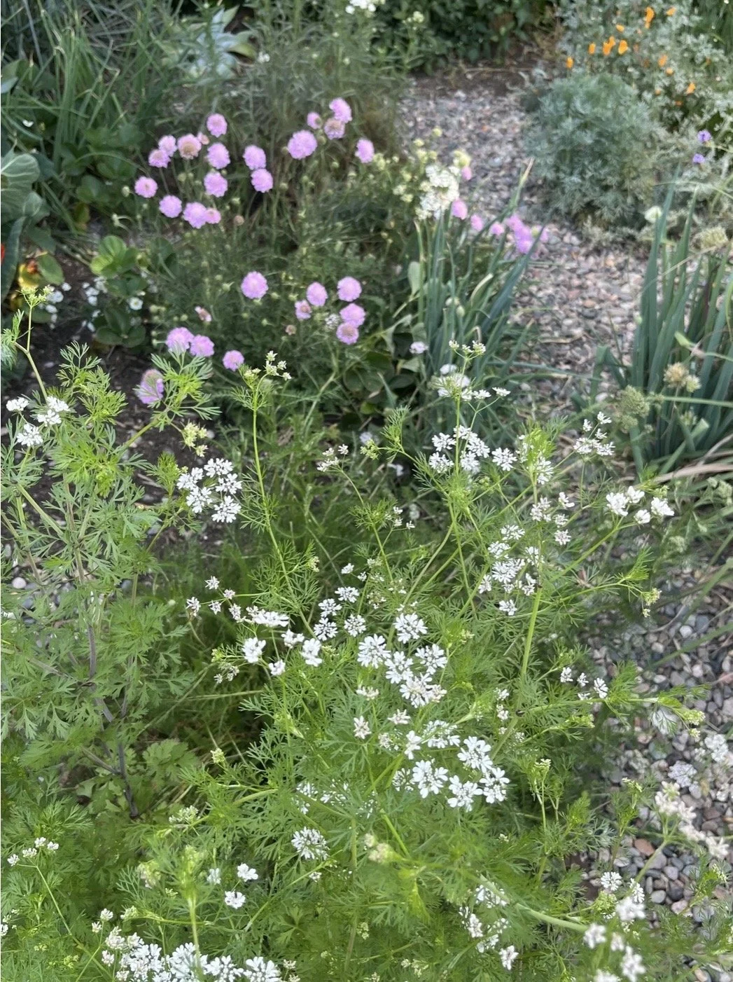 Scenes from My garden