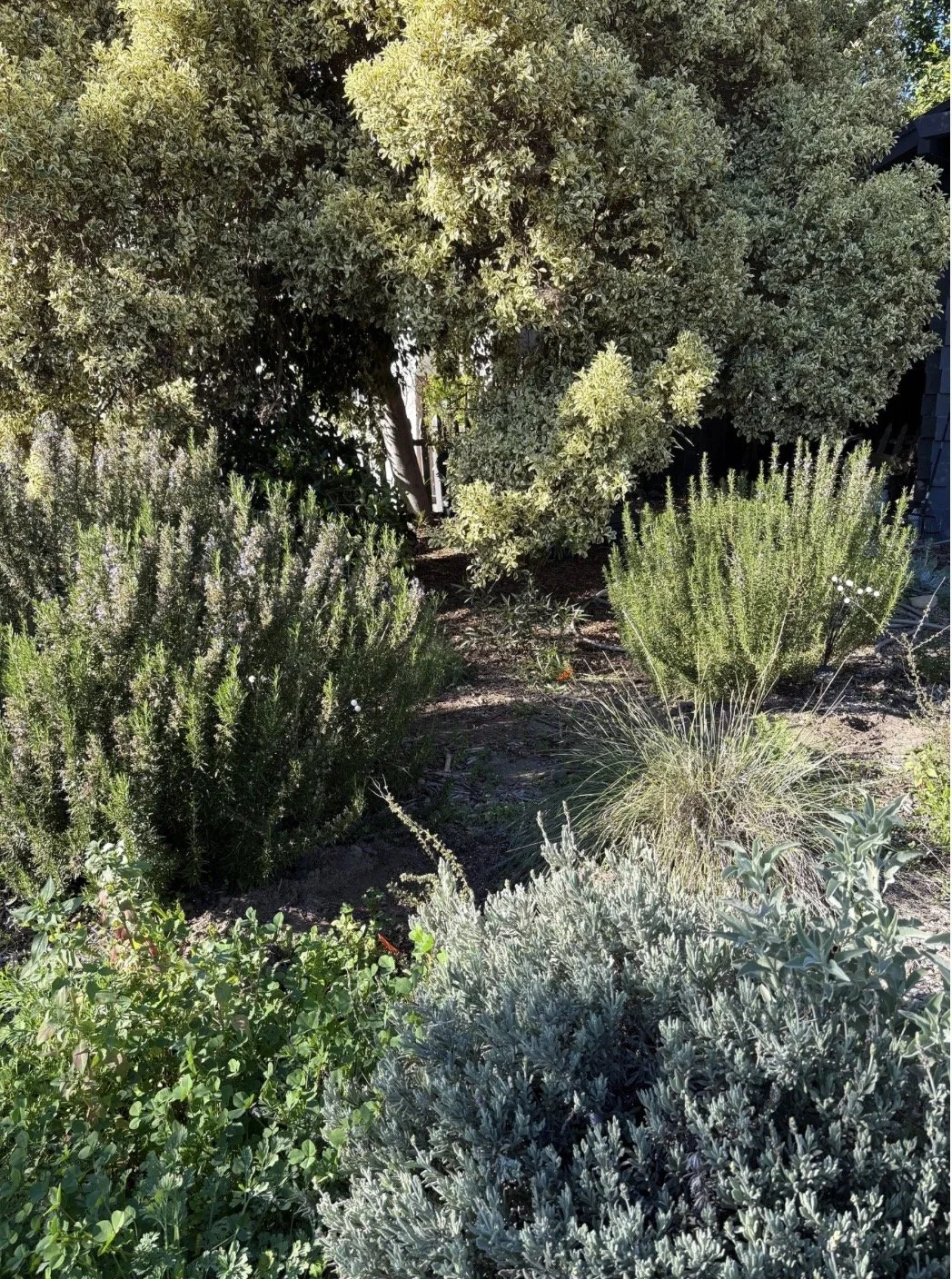 Thriving Native Habitat Garden