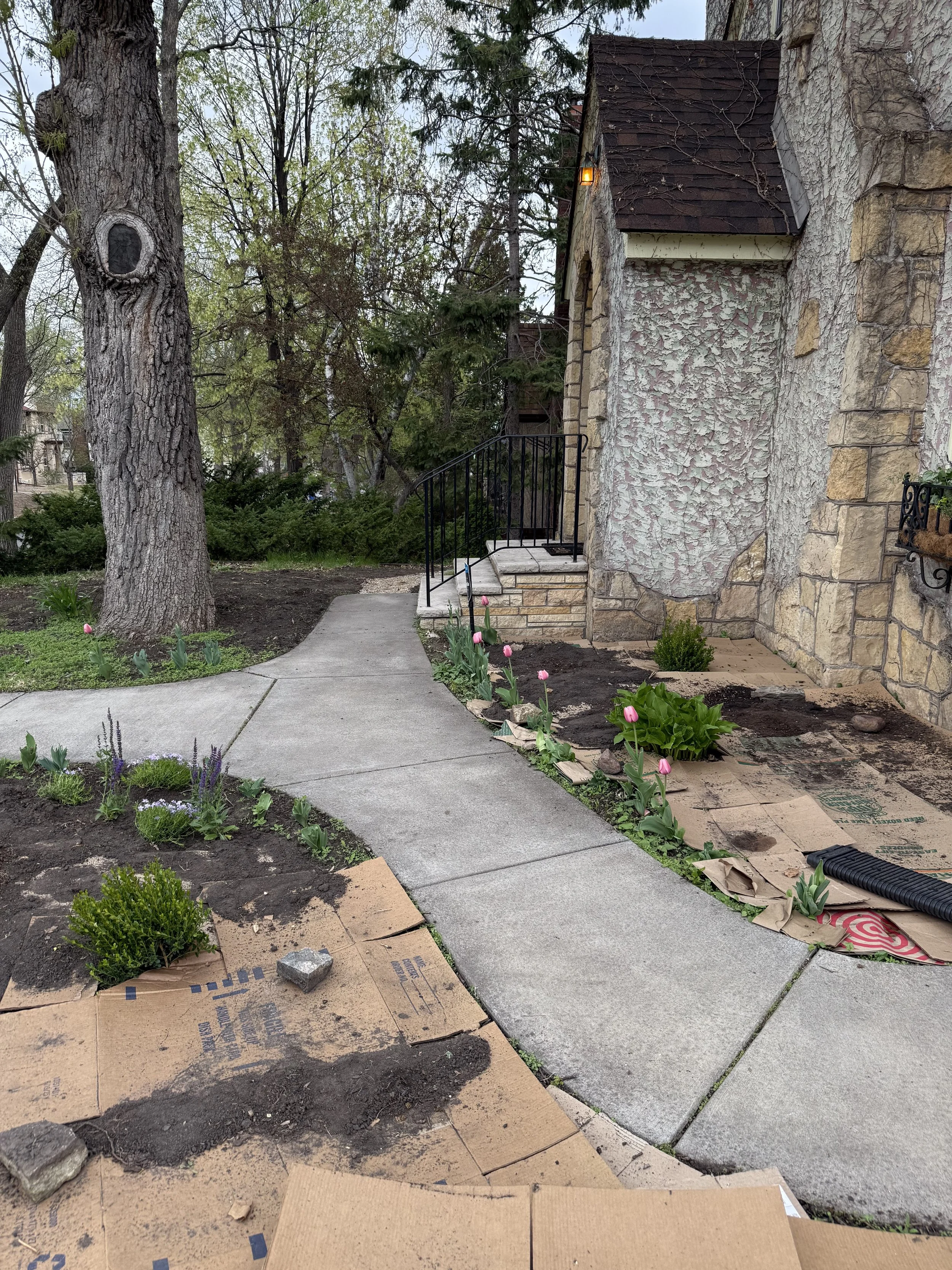 Sheet mulch &amp; Foundation planting