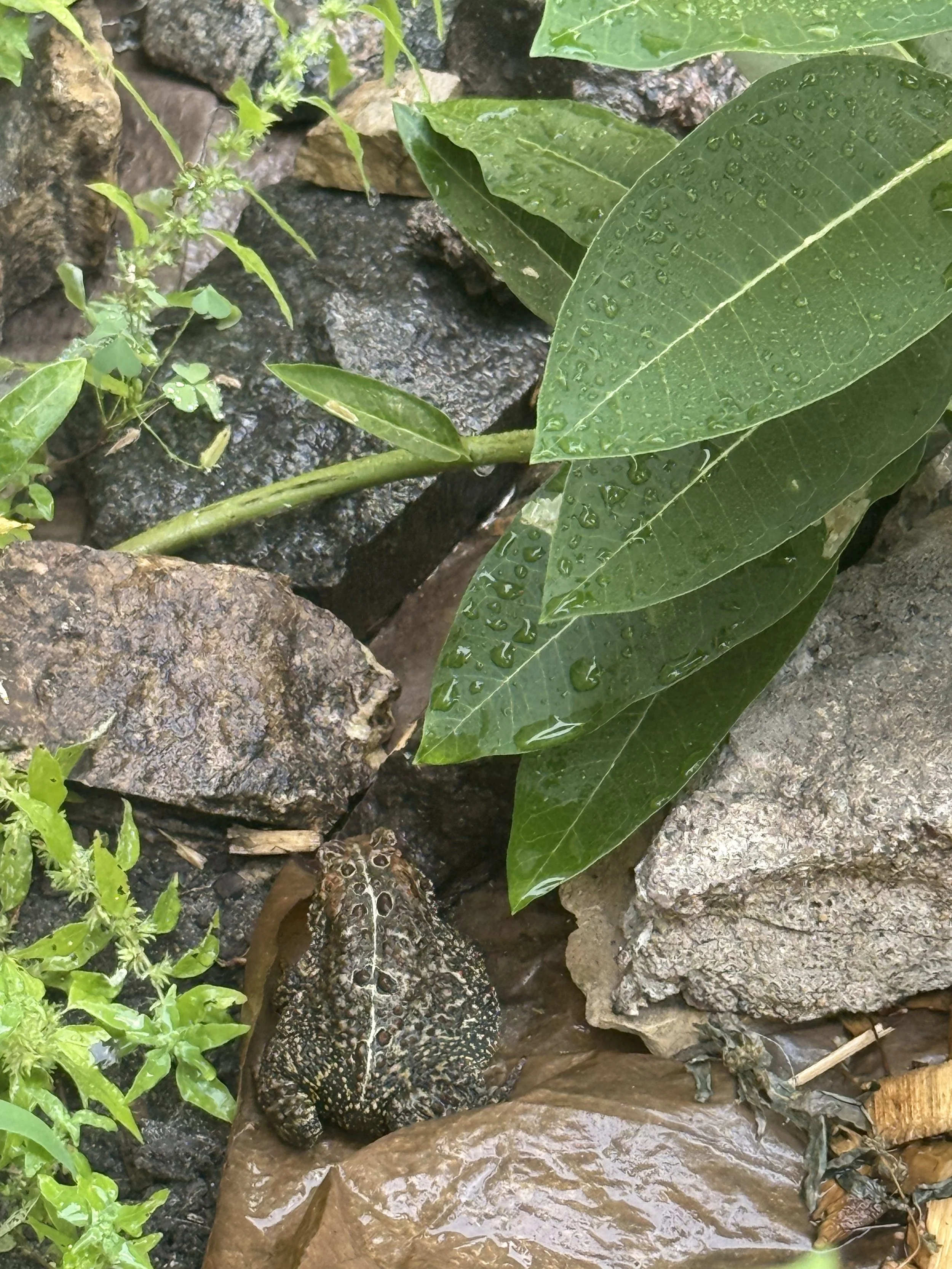 American Toad in the garden