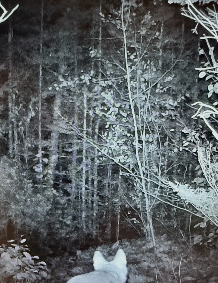 Trail cam