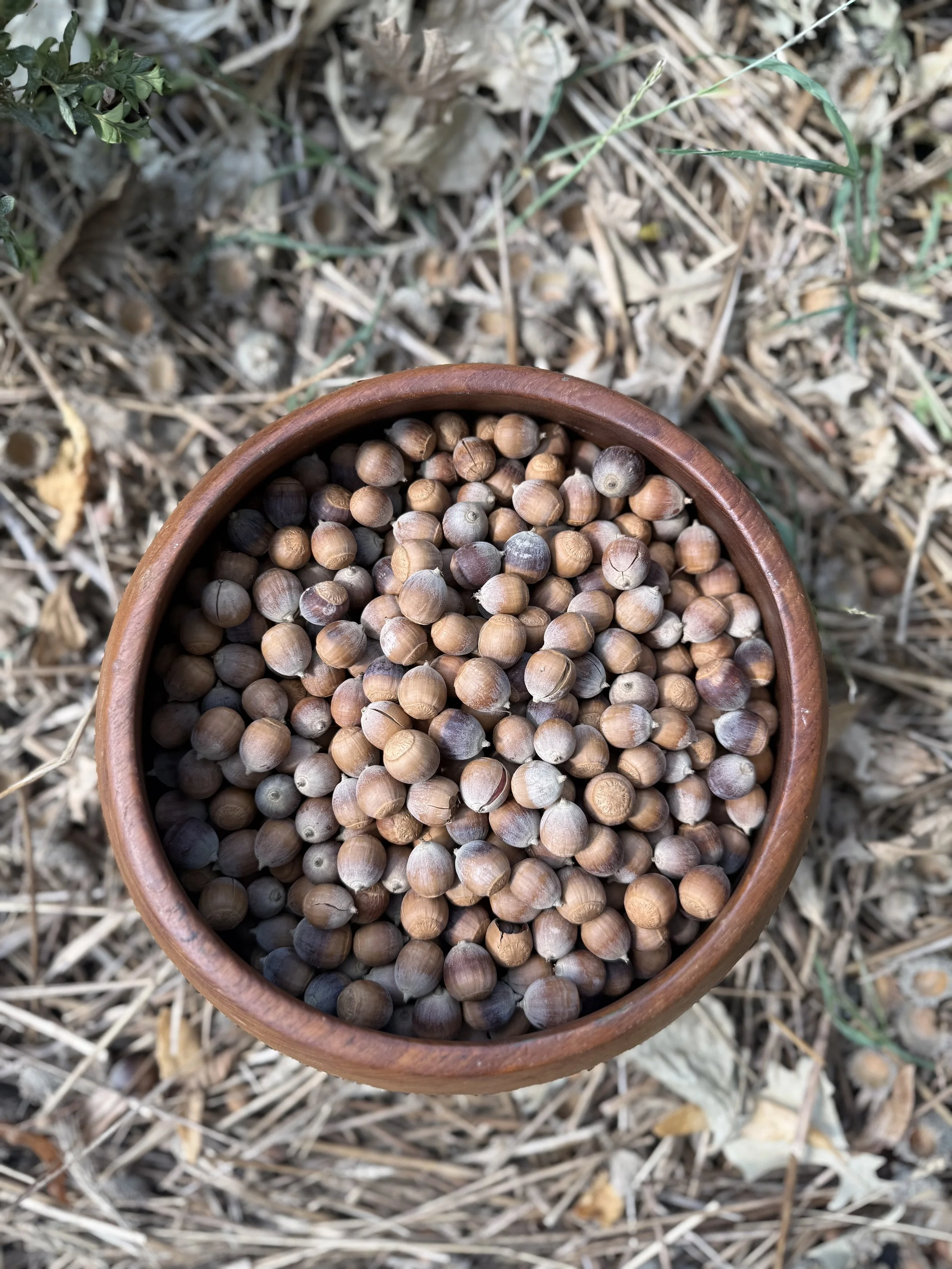 Acorns