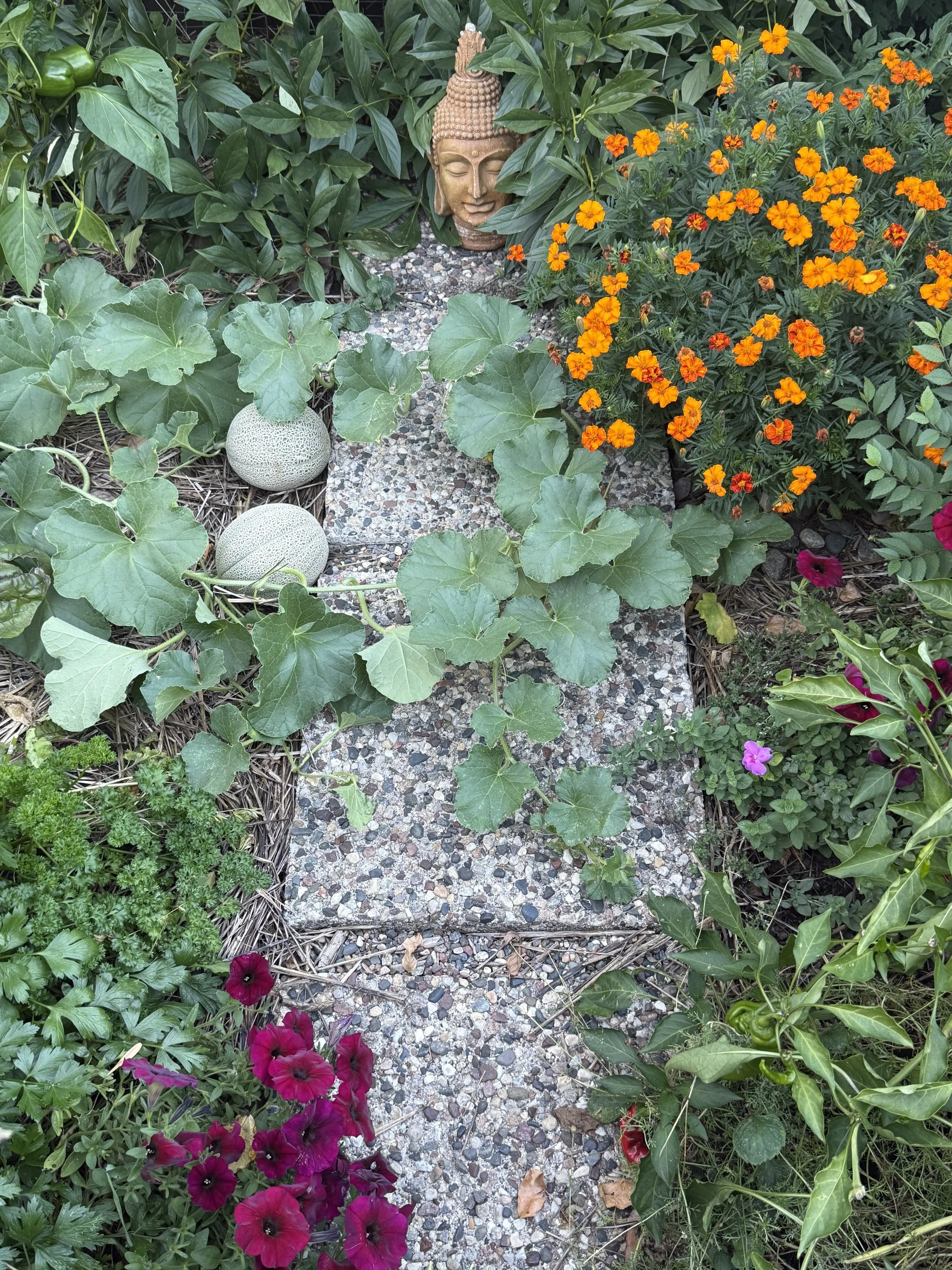 Scenes from the Culinary Garden
