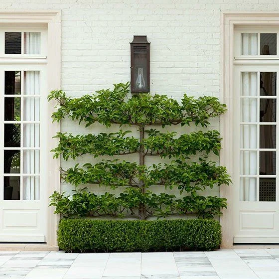Espalier wall.jpg