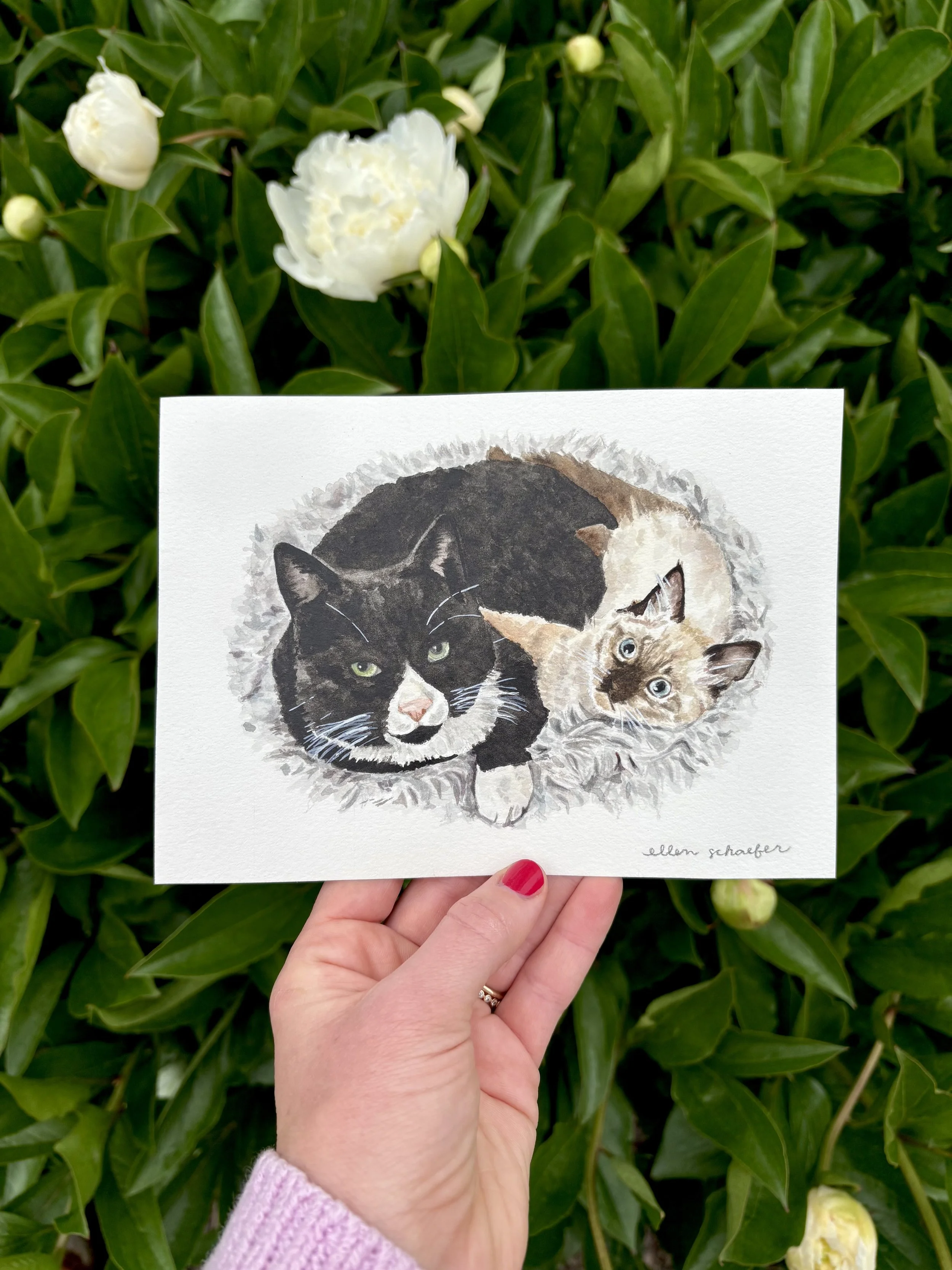 Cuddling Cats Lighting 1.jpeg