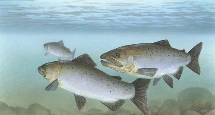 salmon.jpg