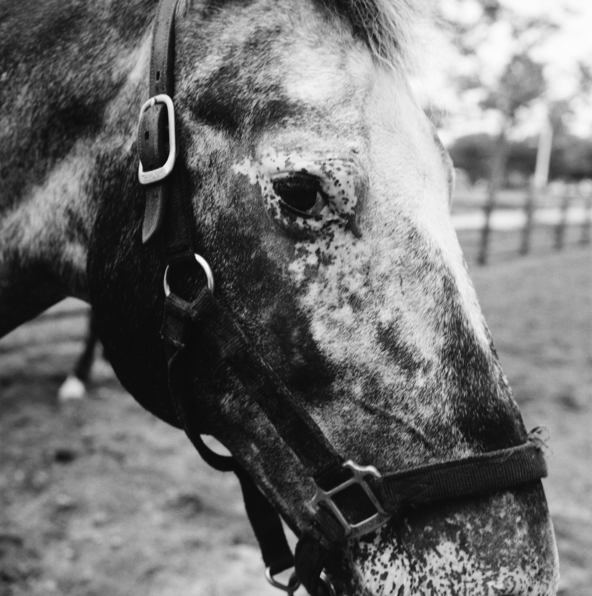 Fort_Tilden_horse_ 1 copy.jpg