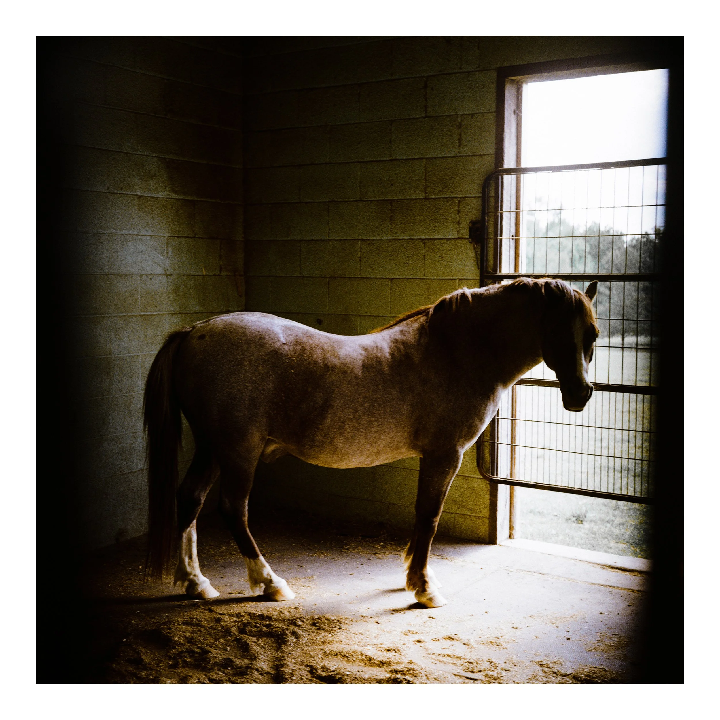 Pennsylvania_horse_2022_print.jpg