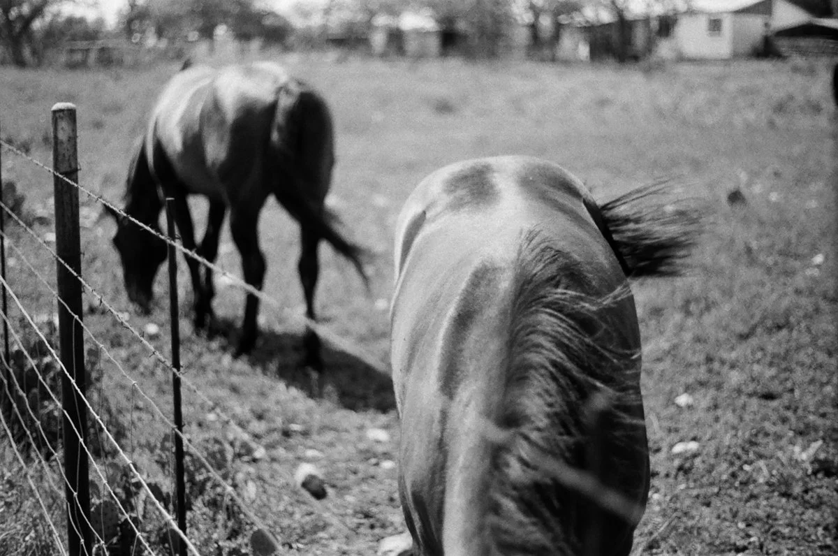 ©roeg_cohen_Texas_horse_colt_mag-4.jpg