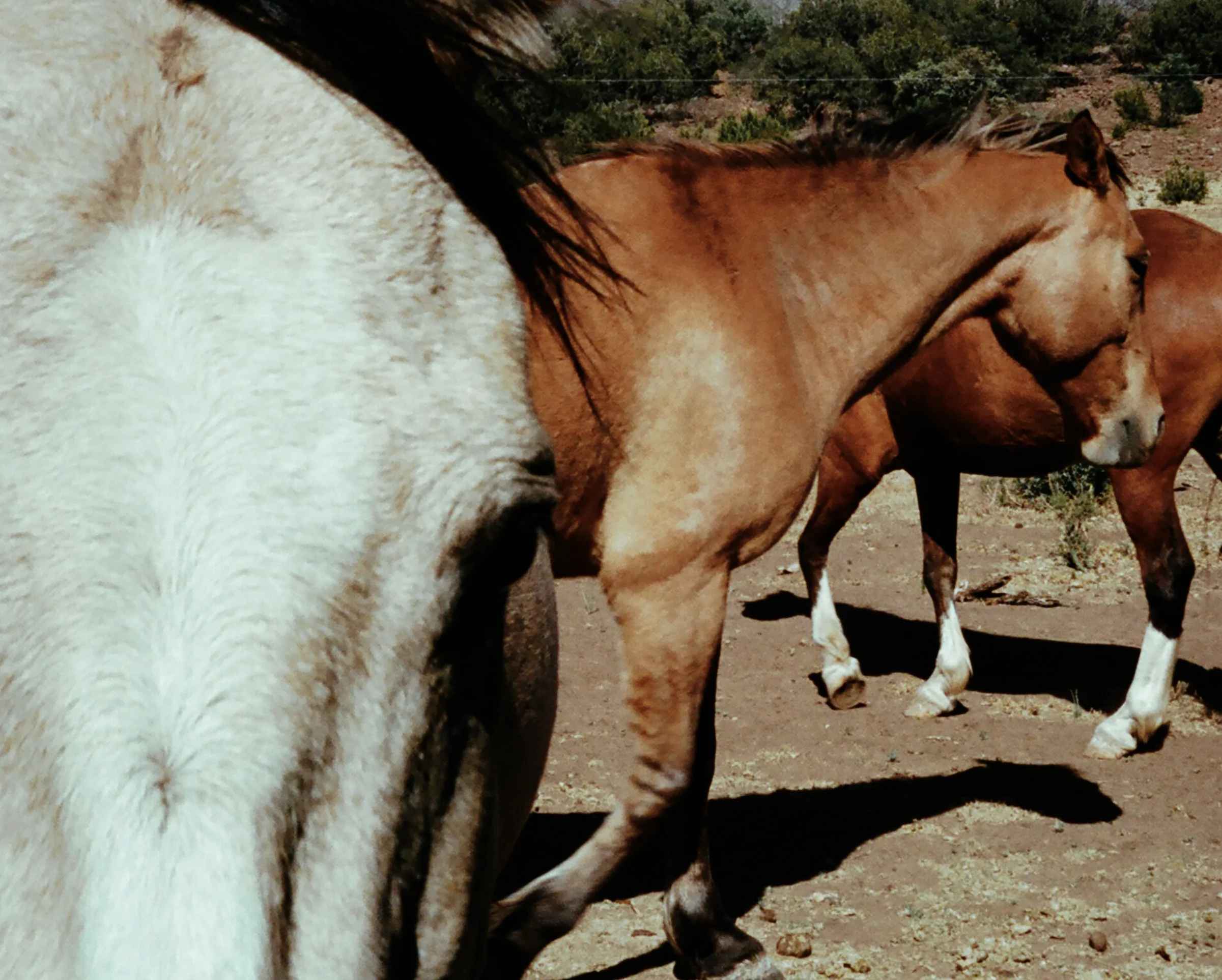Texas_horse_2016_print_10x8_4 copy.jpg