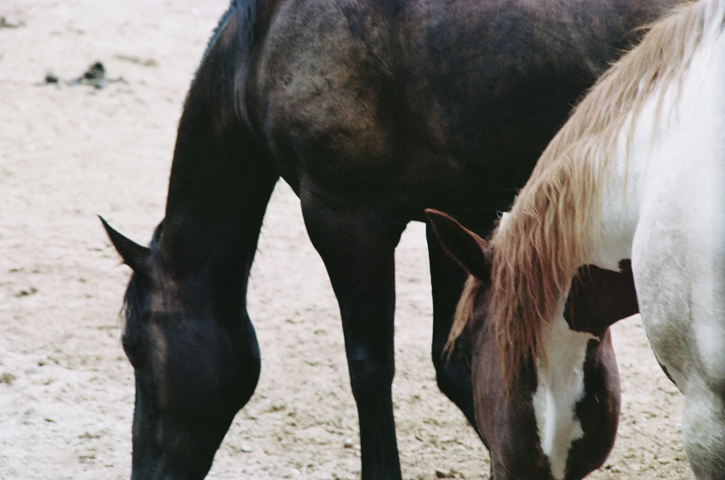Arizona_rolling horse_2014_5.jpg