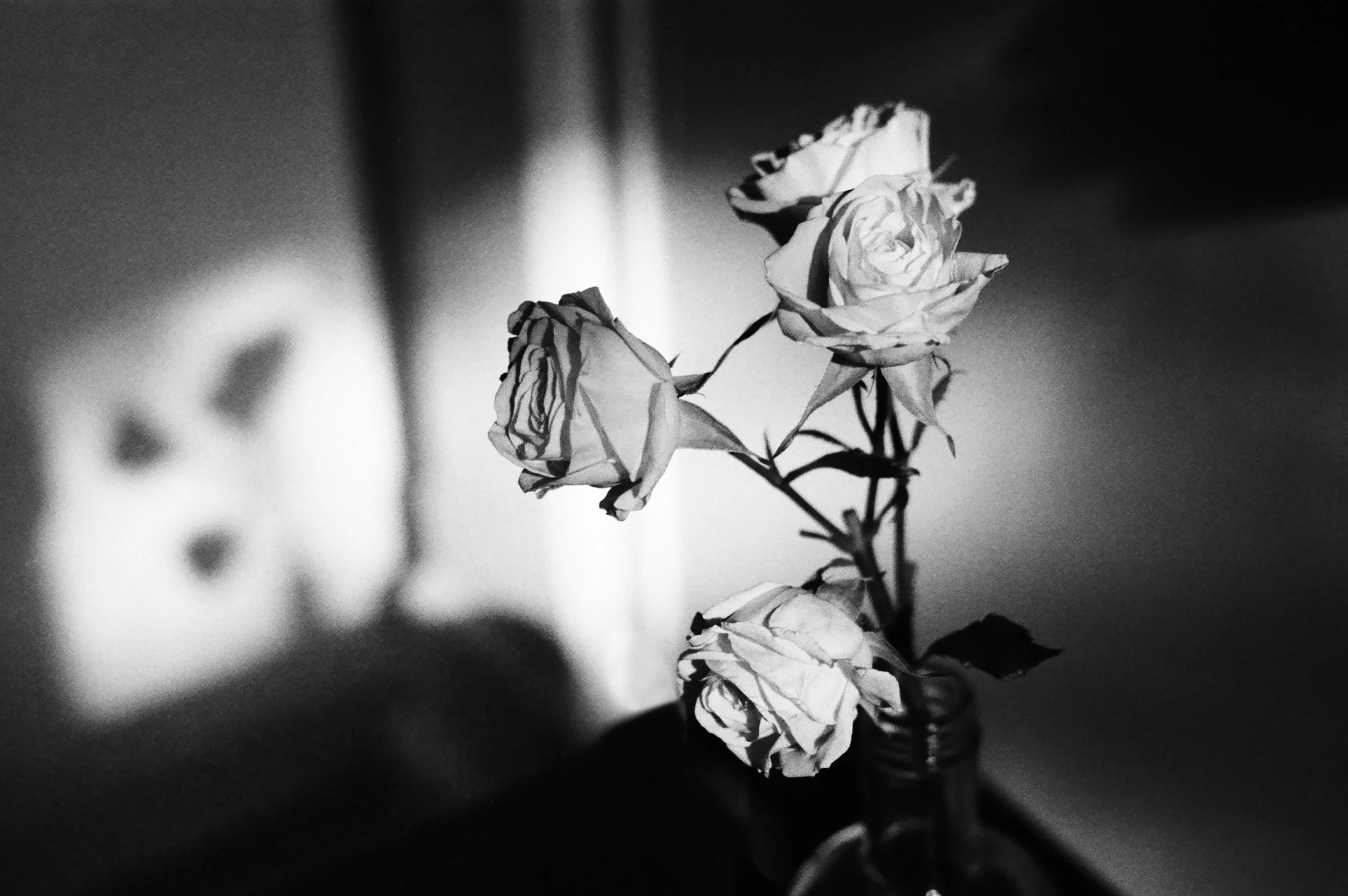 Roeg_Tanaka_Collab_Roses_2026.jpg