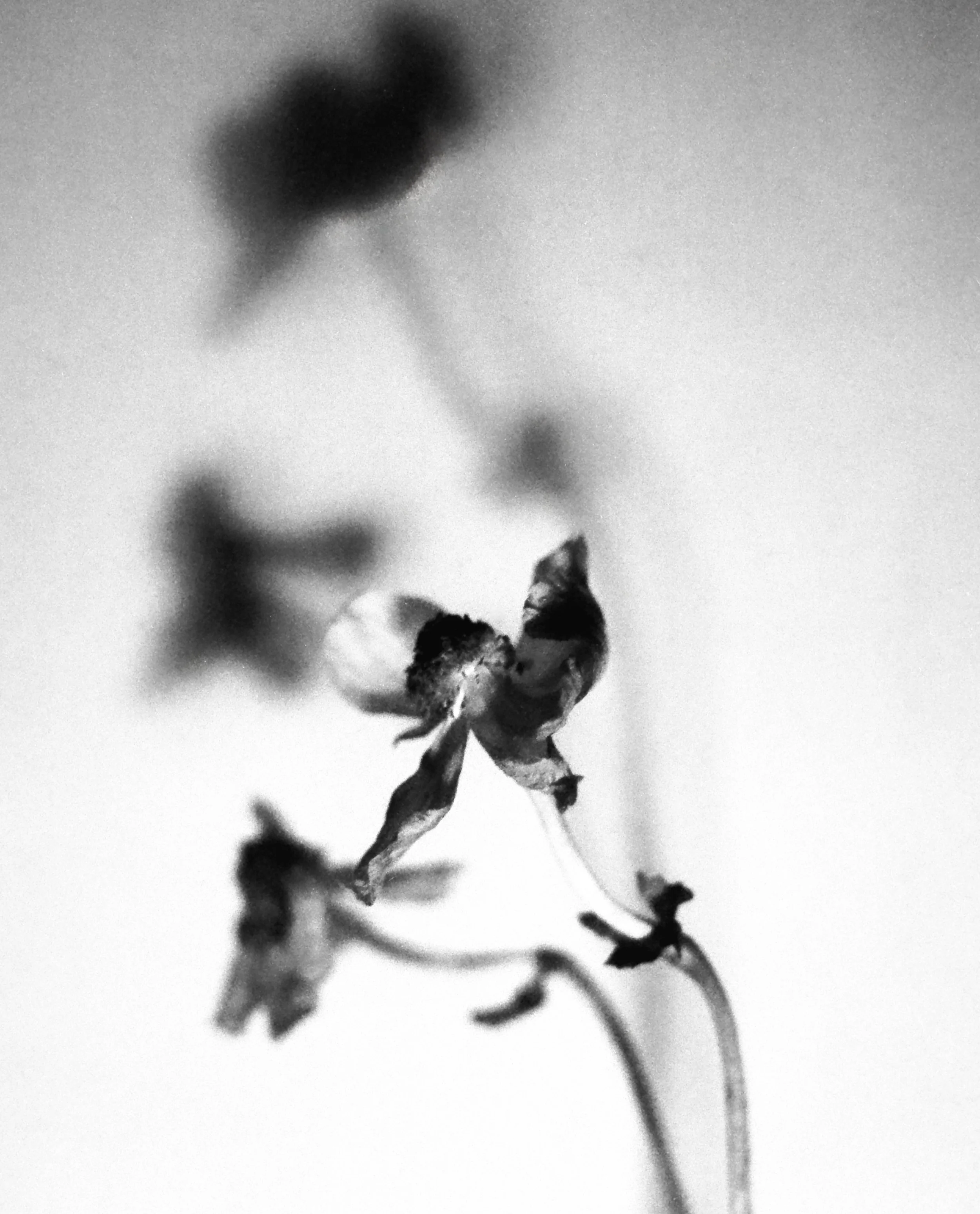 Flowers_8_2026_ 9.jpg