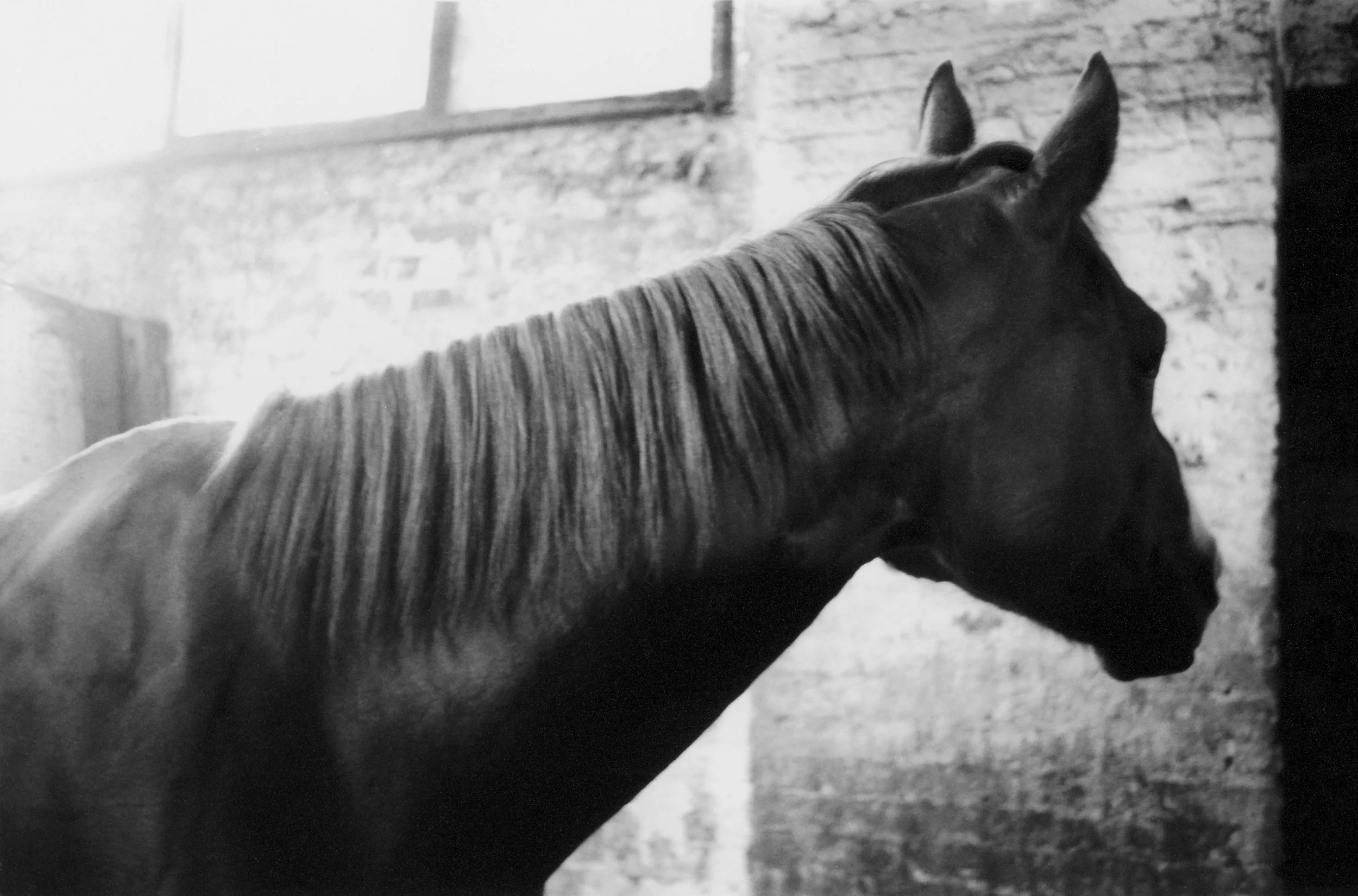 Roeg_Tanaka_Collab_Horse_2026.2.jpg
