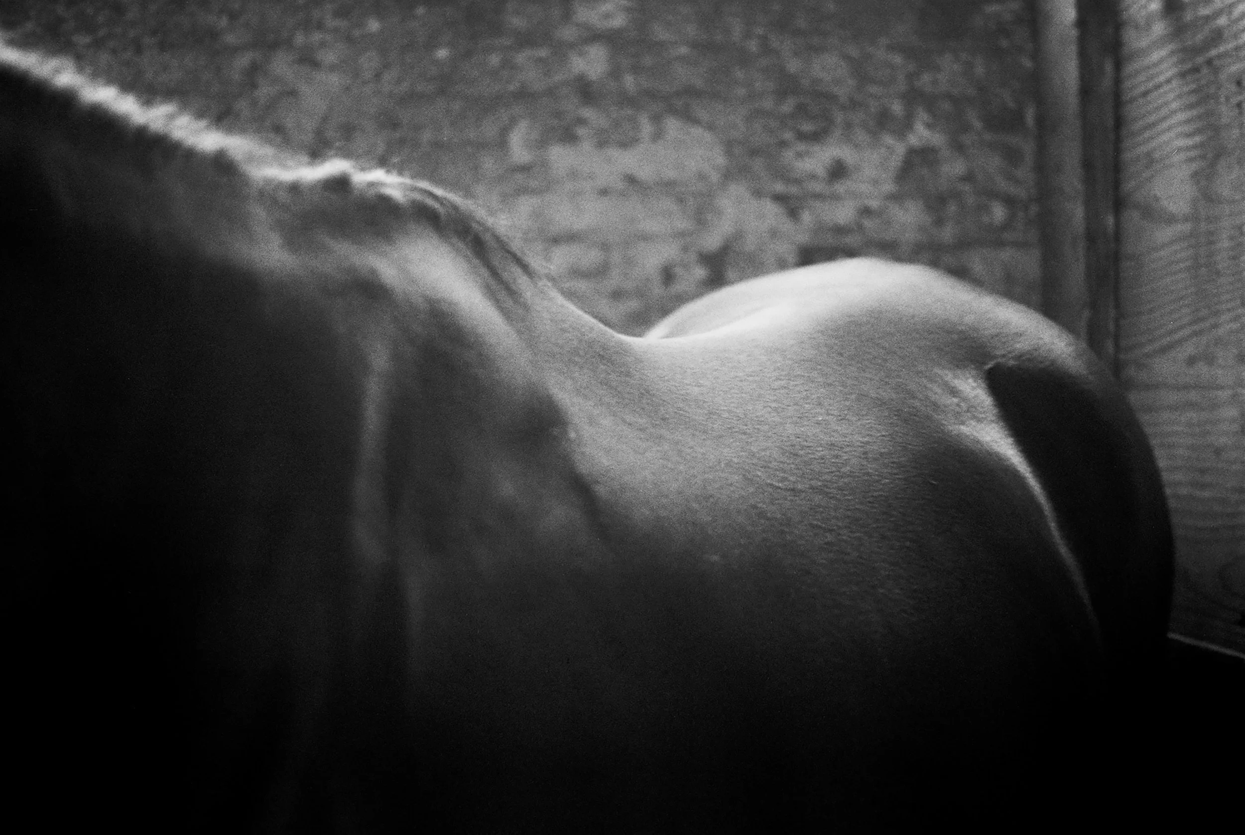 Roeg_Tanaka_Collab_Horse_2026.jpg