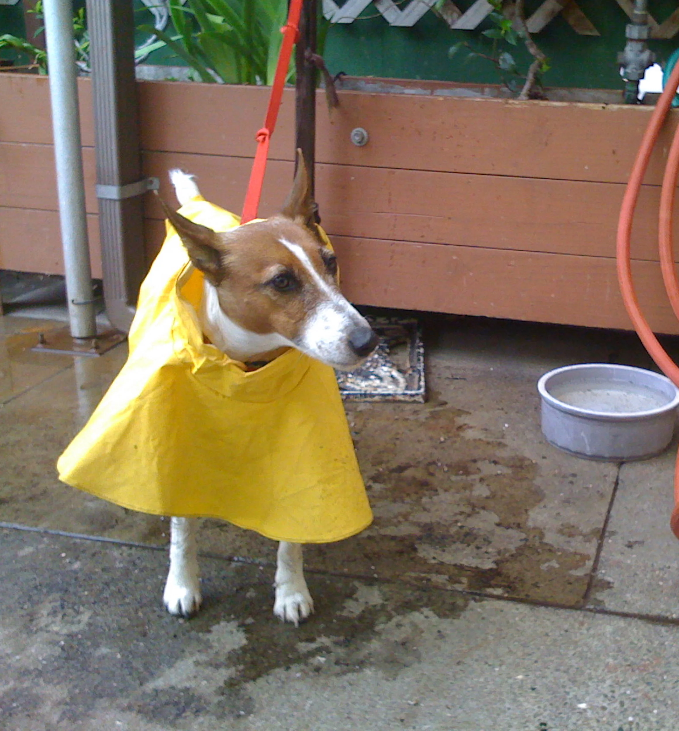raincoat sm.jpeg