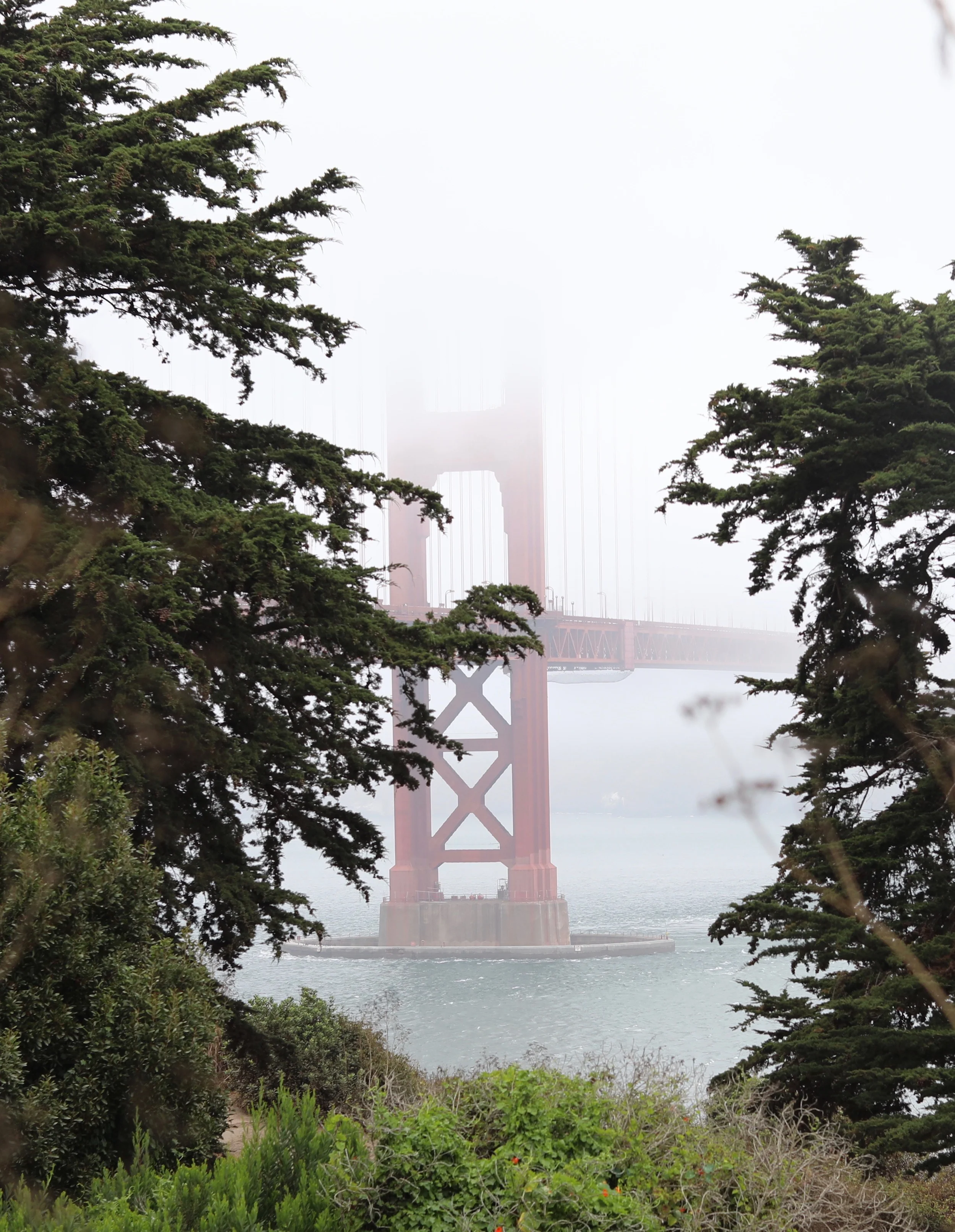 golden gate through trees sm.jpeg