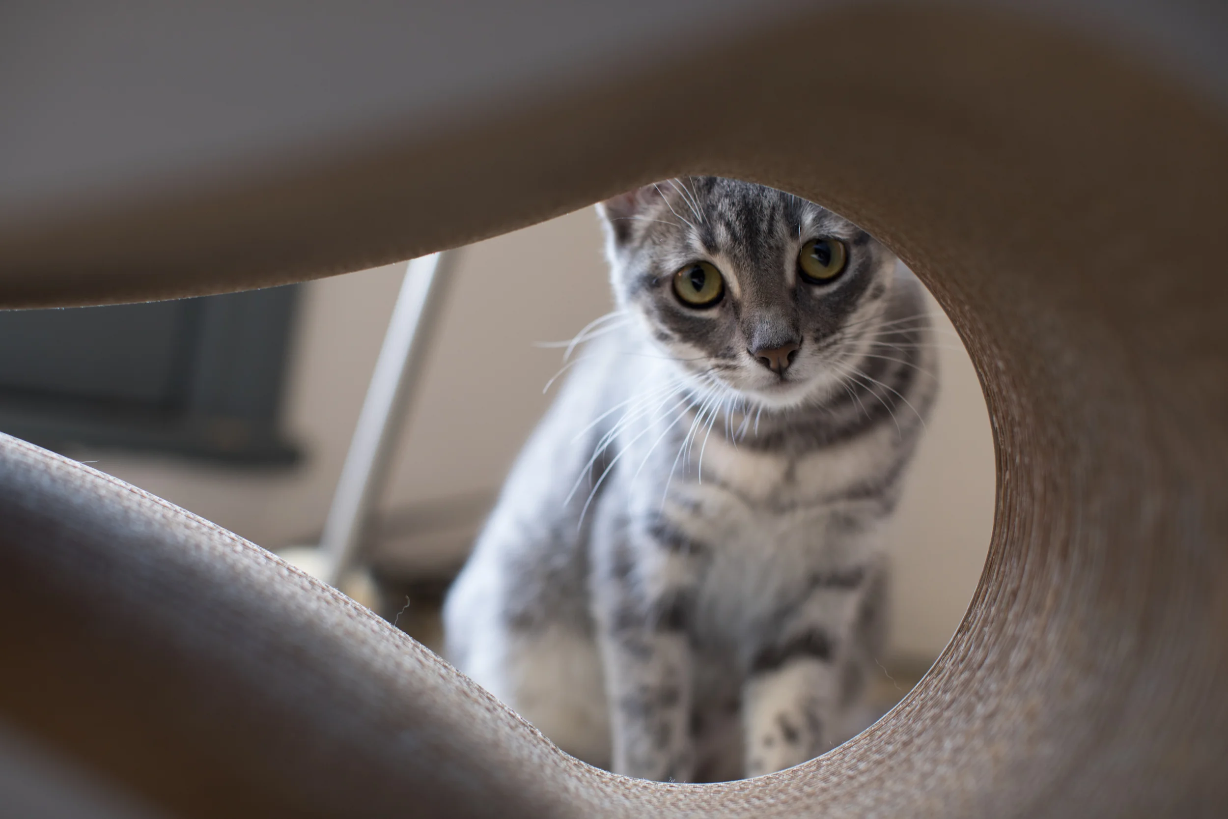 Lily through hole sm.jpeg