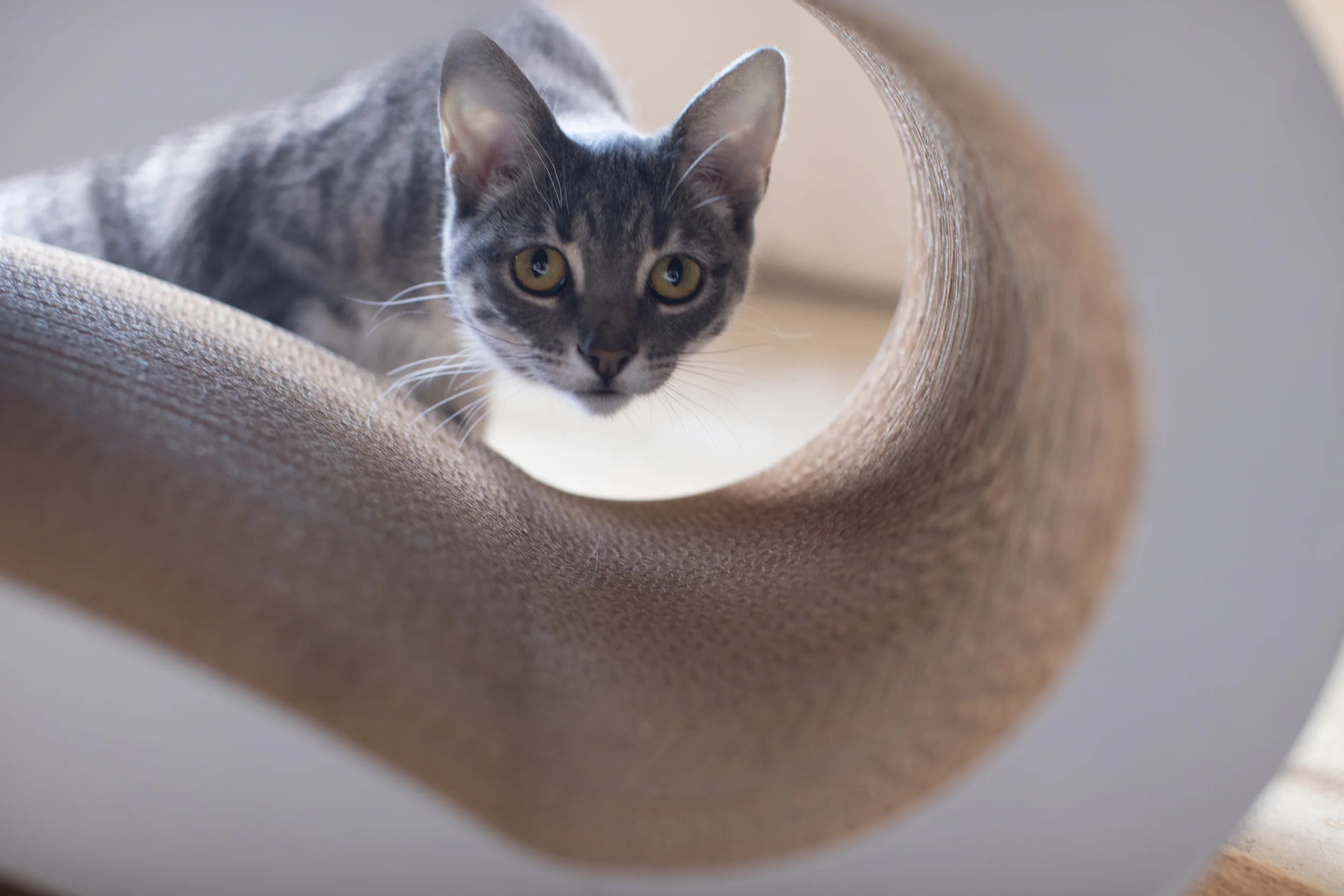 Lily through hole 2 sm.jpeg