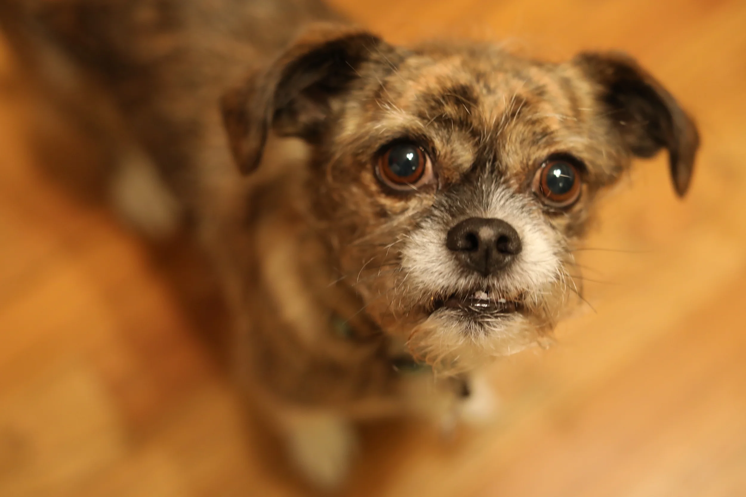 466A1801 dinky sm.jpeg