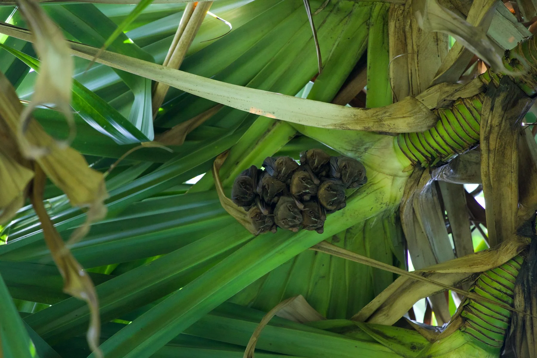 Version 2  bats  sm.jpeg