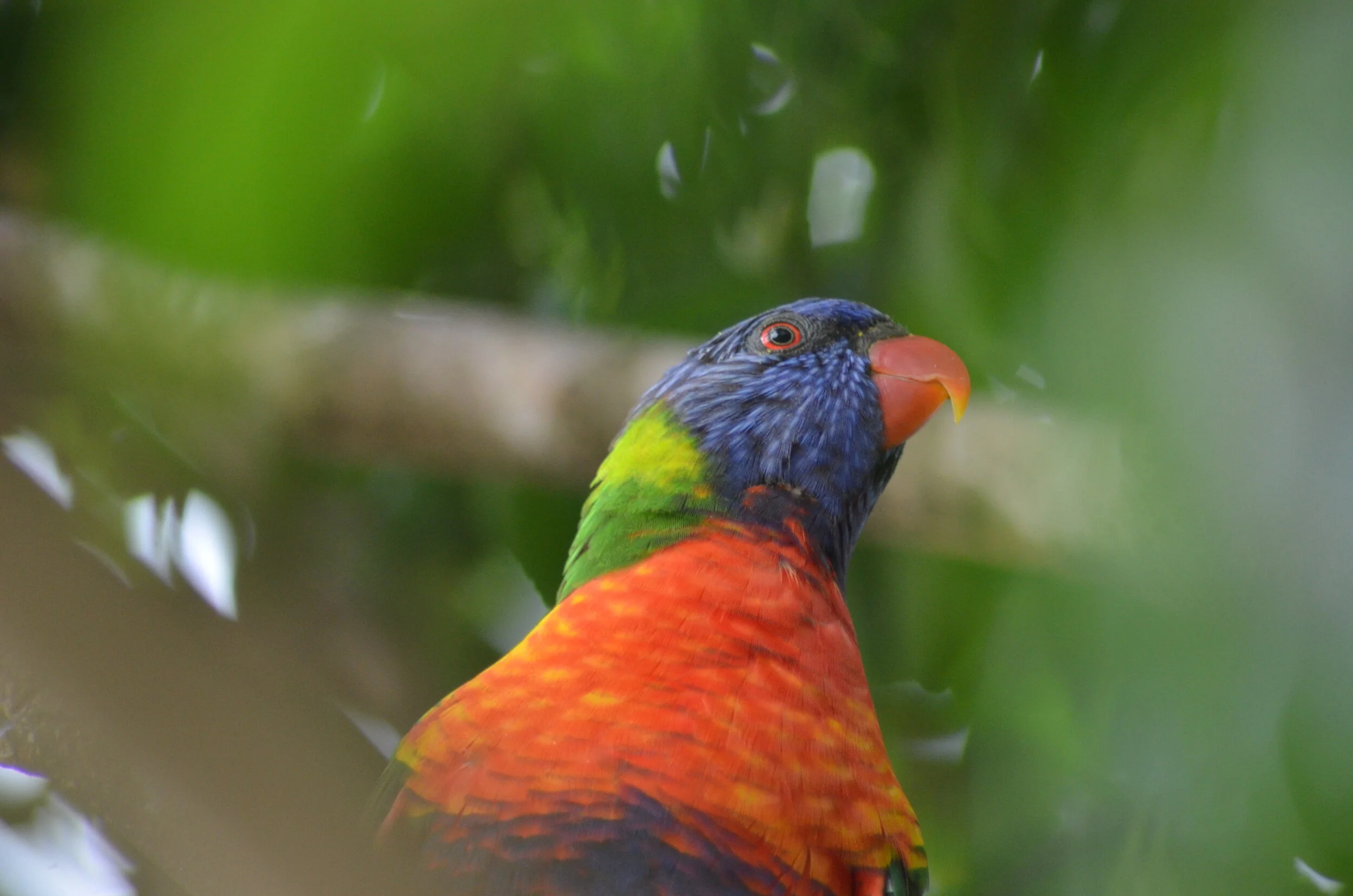 The Rainbow Lorikeet is becoming a commonplace bird for many Australian urban green-spaces.