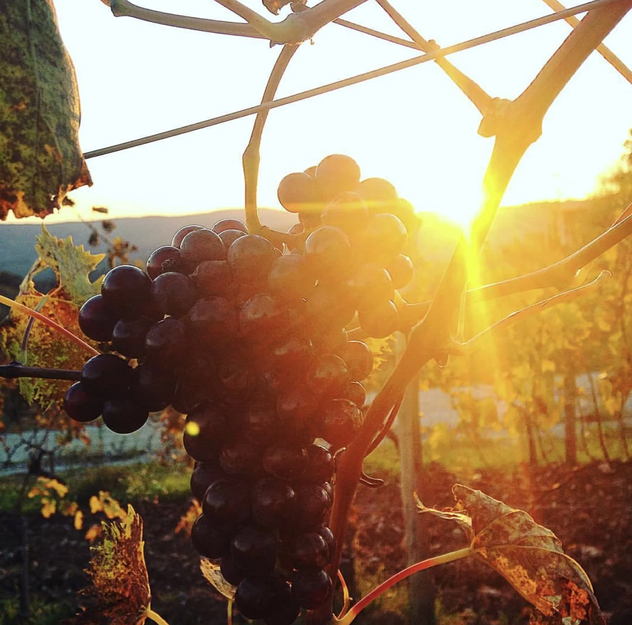 Riecine Winery - Chianti, Italy
