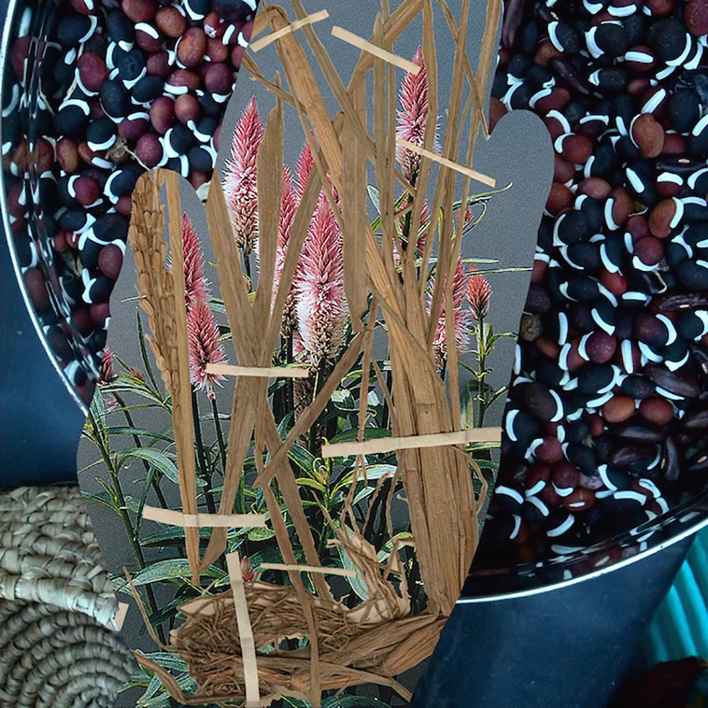 Lab Lab Oryza Glaberrima Celosia (West Africa)