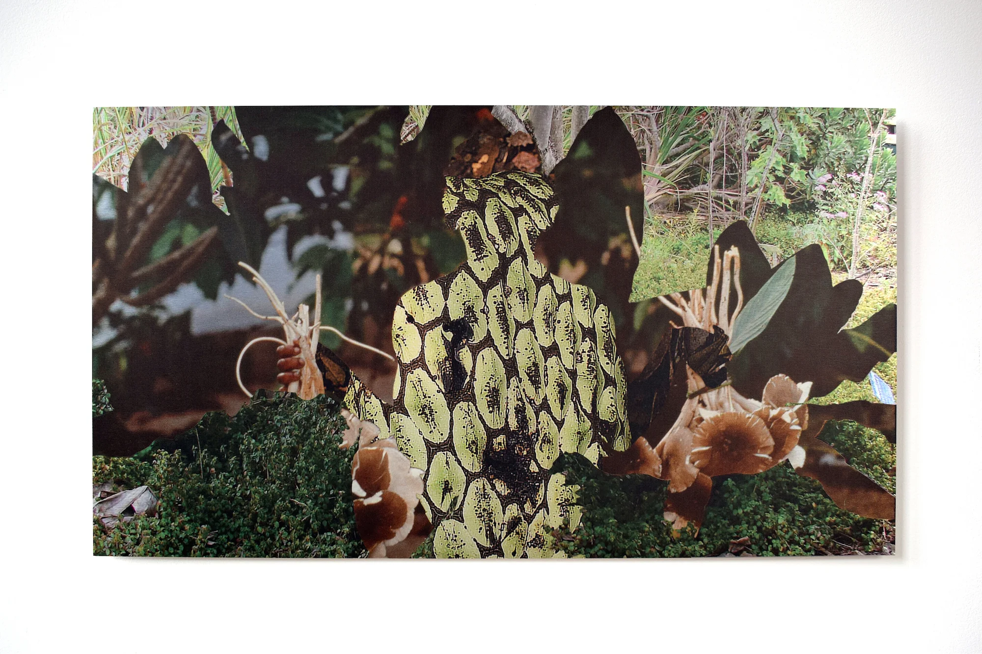 Ensete Ventricosum Termite Mushroom Anonidium Mannii (Central Africa)